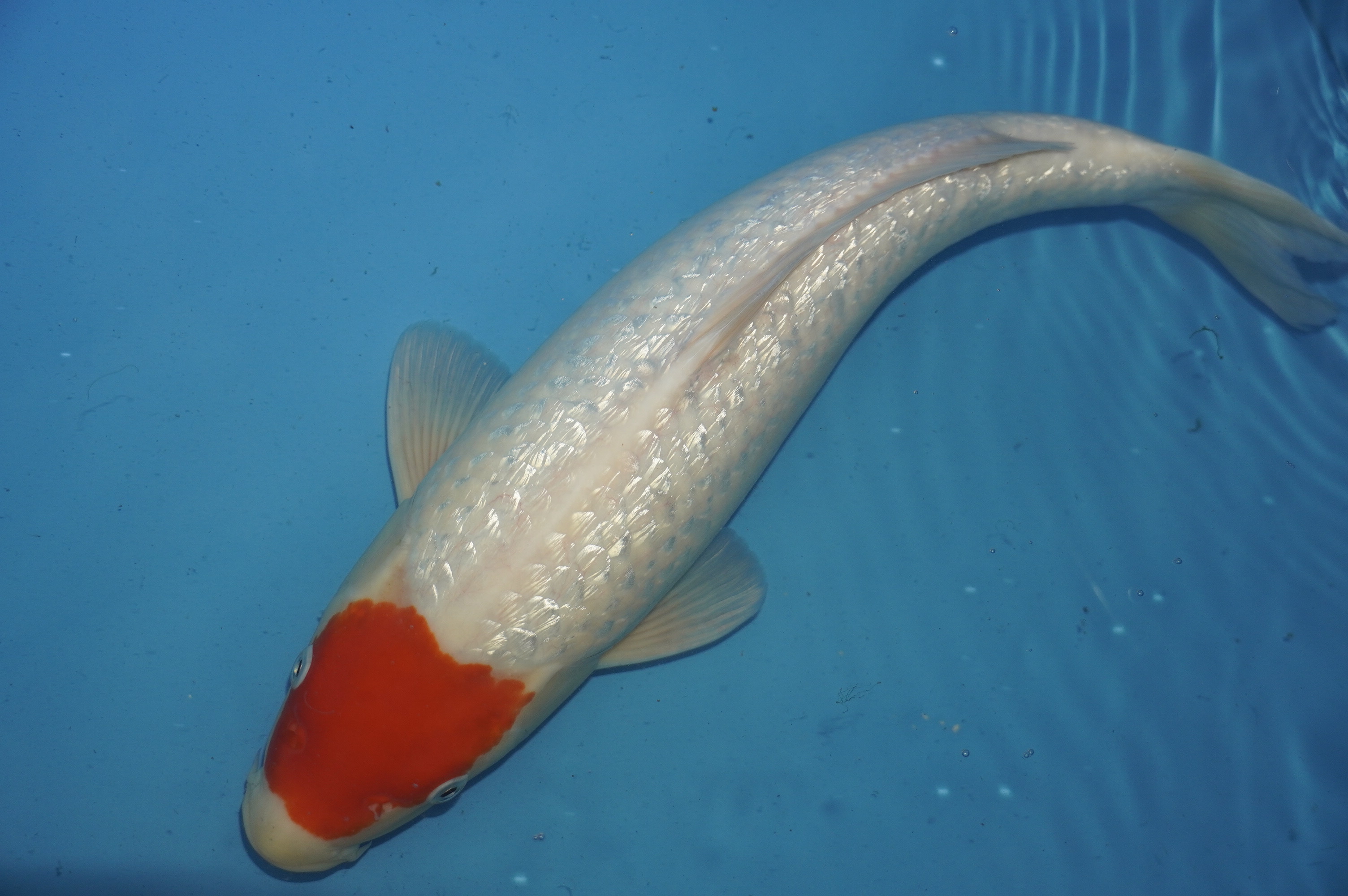 Gin Rin Tancho (43cm) von der Mano Koi Farm (Japan) IdentNr.: 10166