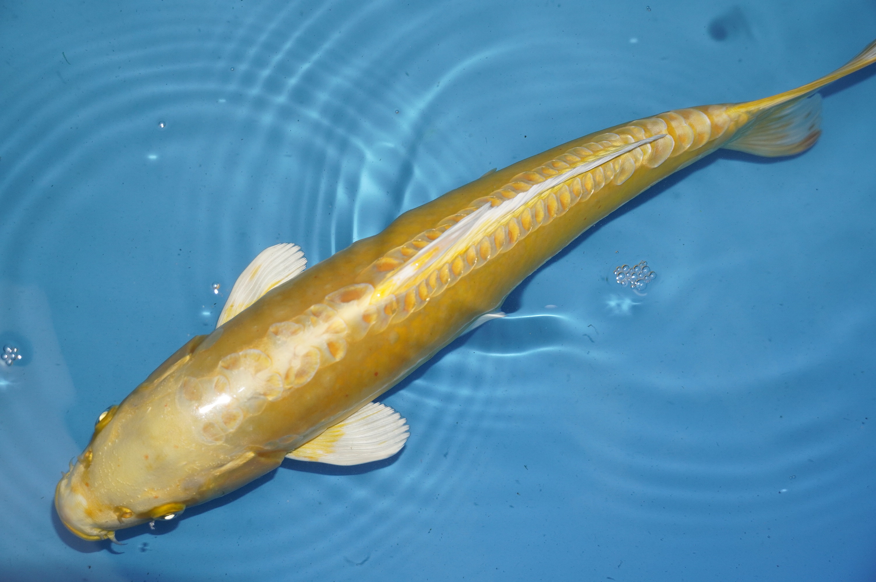 Doitsu Yamabuki Ogon (39cm) von der Igarashi Koi Farm (Japan) IdentNr.: 10132