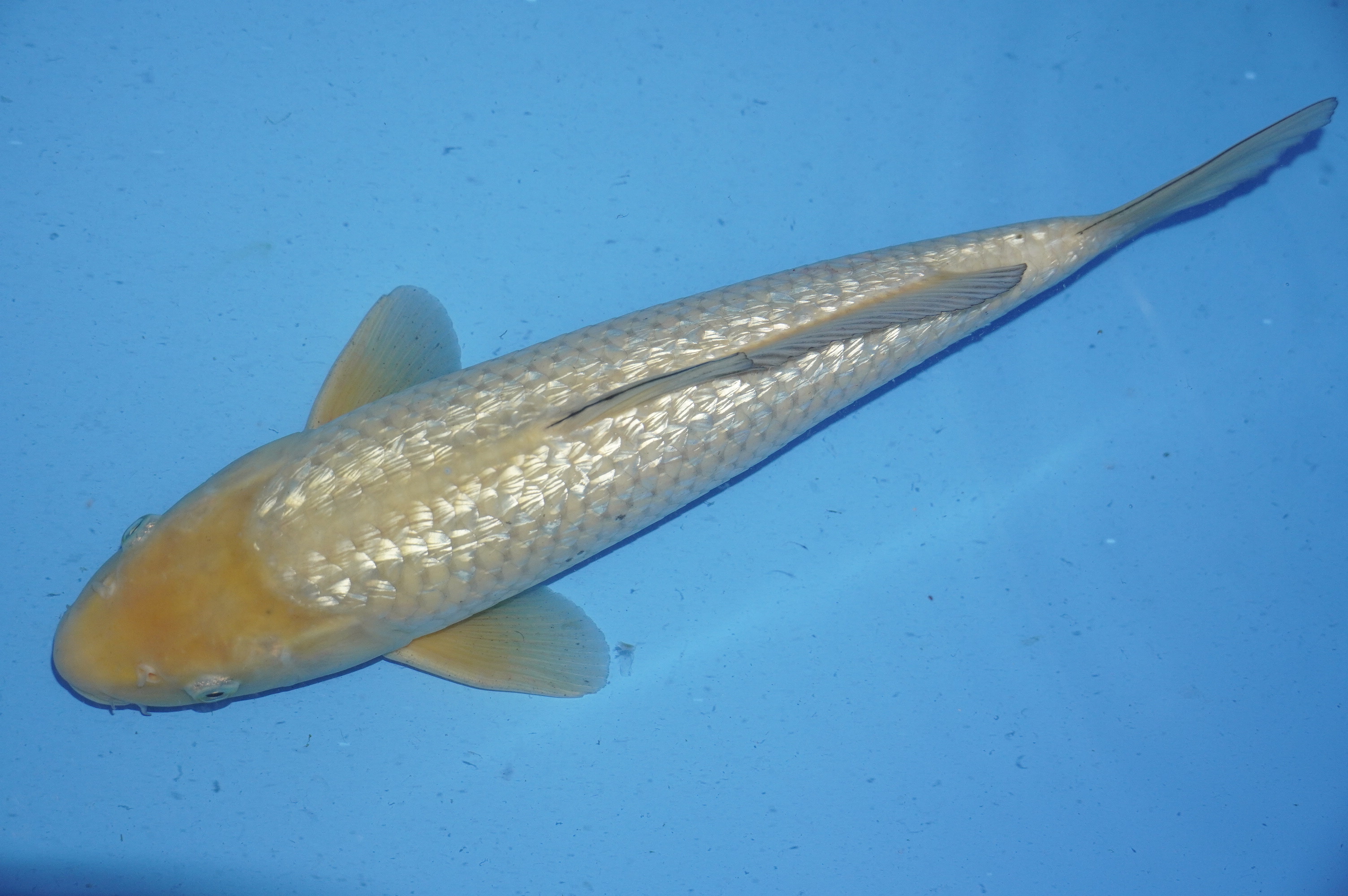 Gin Rin Soragoi (39cm) von der Marusaka Koi Farm (Japan) IdentNr.: 10039