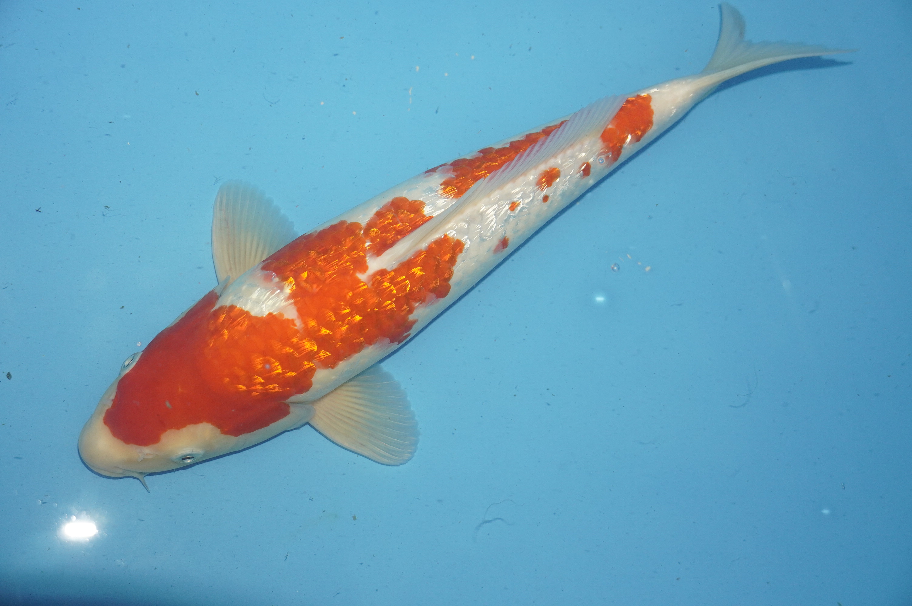 Gin Rin Kohaku (36cm) von der Mano Koi Farm (Japan) IdentNr.: 10158