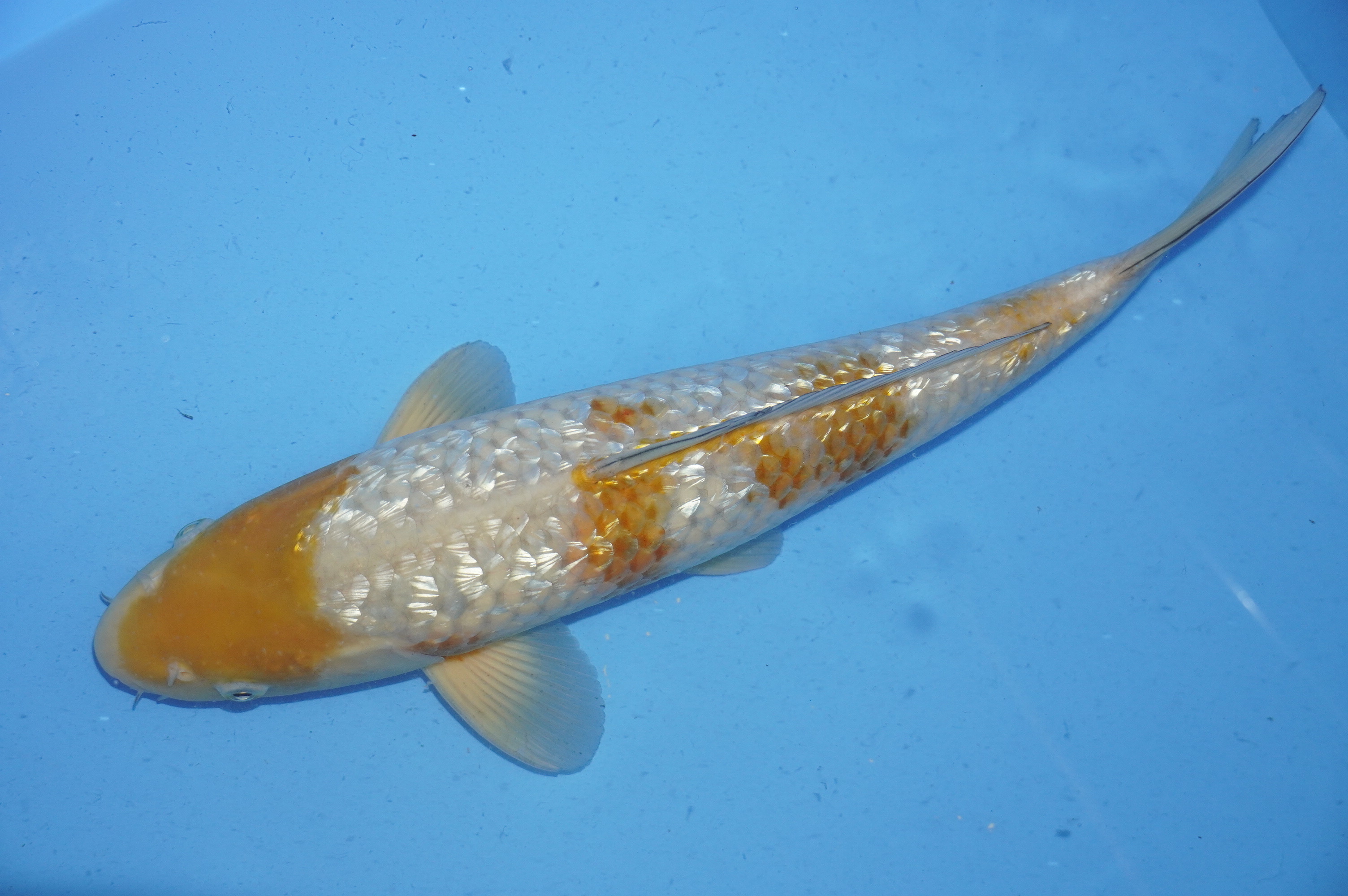 Gin Rin Ochiba Shigure (41cm) von der Ozumi Ikarashi Koi Farm (Japan) IdentNr.: 9949