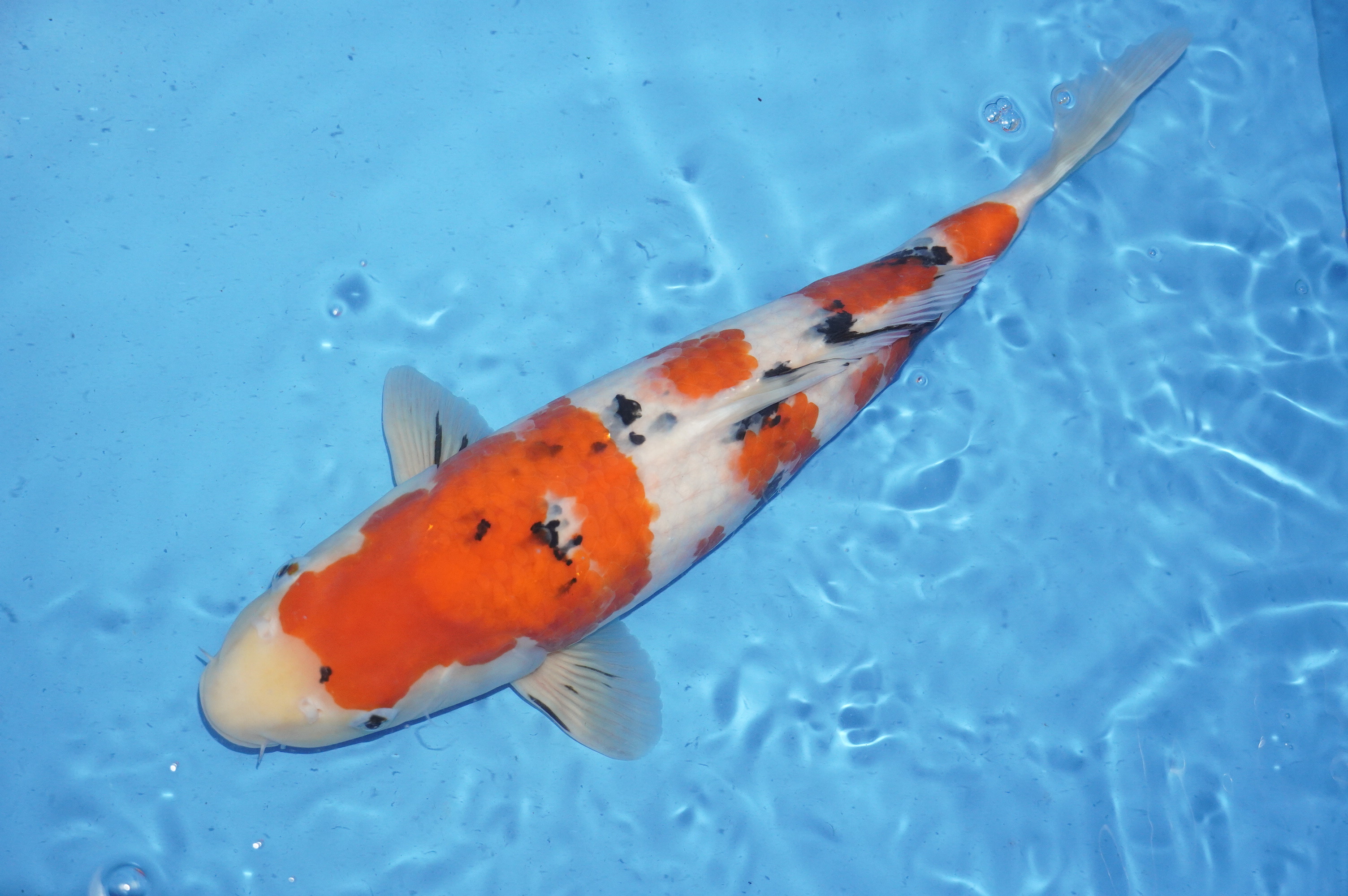 Sanke (47cm) von der Marusho Koi Farm (Japan) IdentNr.: 10022