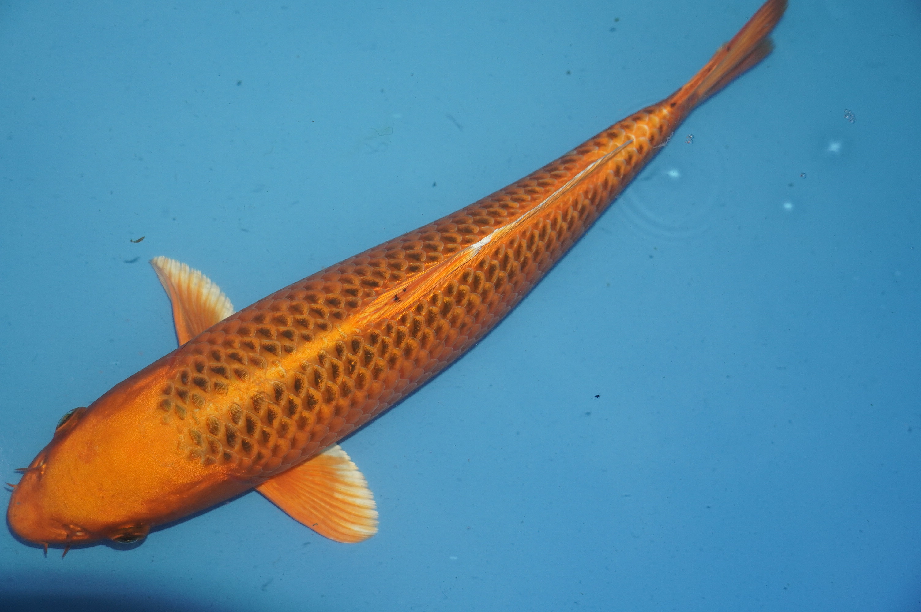 Kin Matsuba (36cm) von der Mano Koi Farm (Japan) IdentNr.: 10170