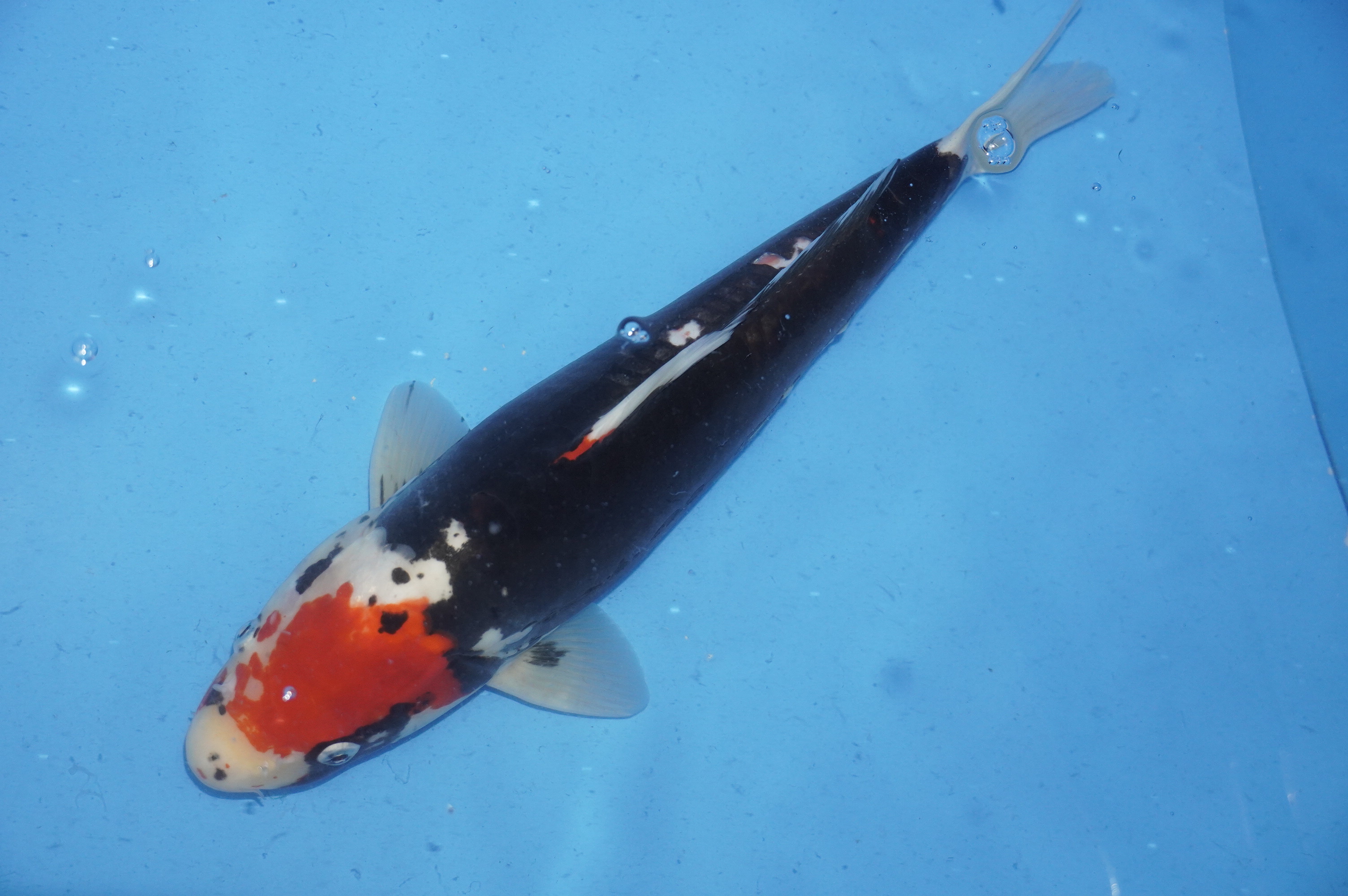 Beni Kumonryu (40cm) von der Ozumi Ikarashi Koi Farm (Japan) IdentNr.: 9924