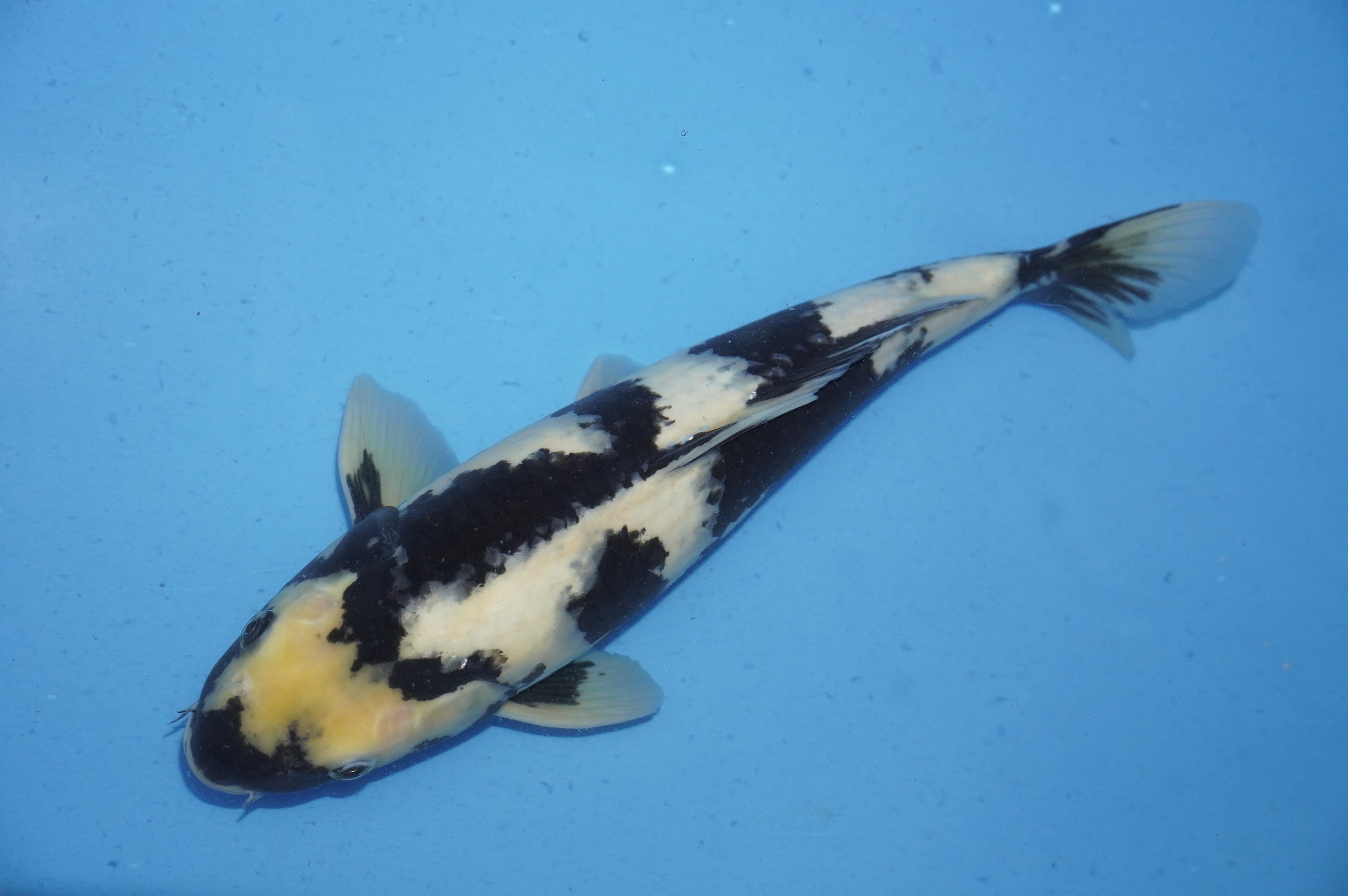 Shiro Utsuri (39cm) von der Miyako Koifarm (Japan) IdentNr.: 9895