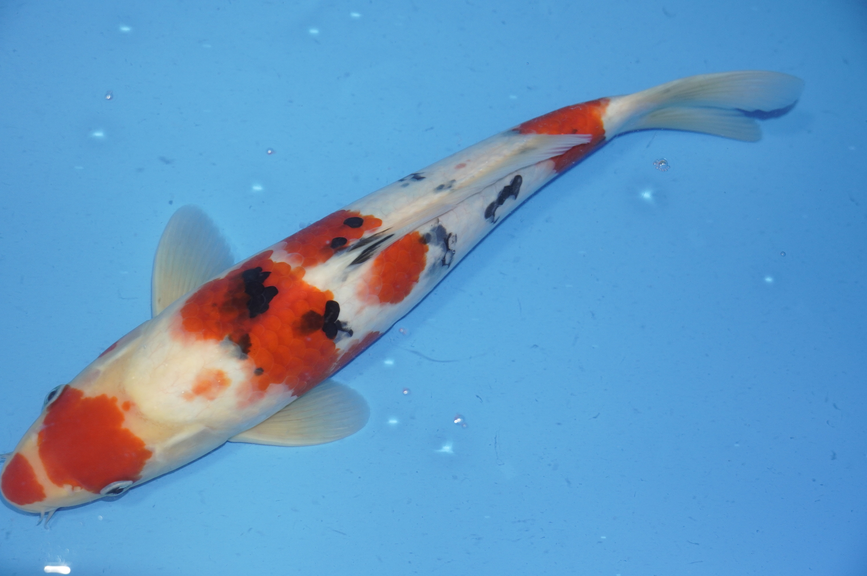 Sanke (40cm) von der Oofuchi Koi Farm (Japan) IdentNr.: 9482