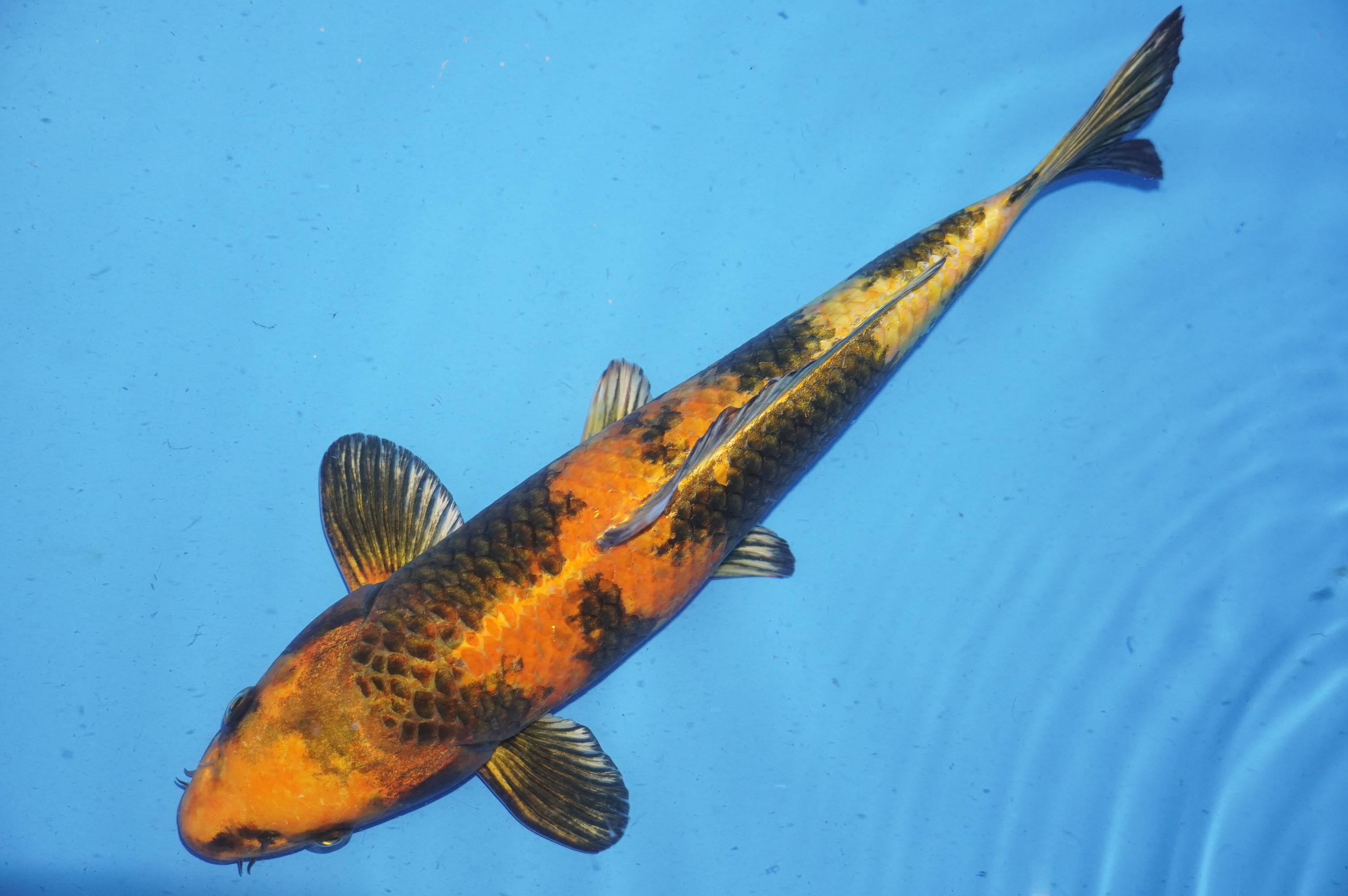 Kin Ki Utsuri (38cm) von der Marusaka Koi Farm (Japan) IdentNr.: 10036