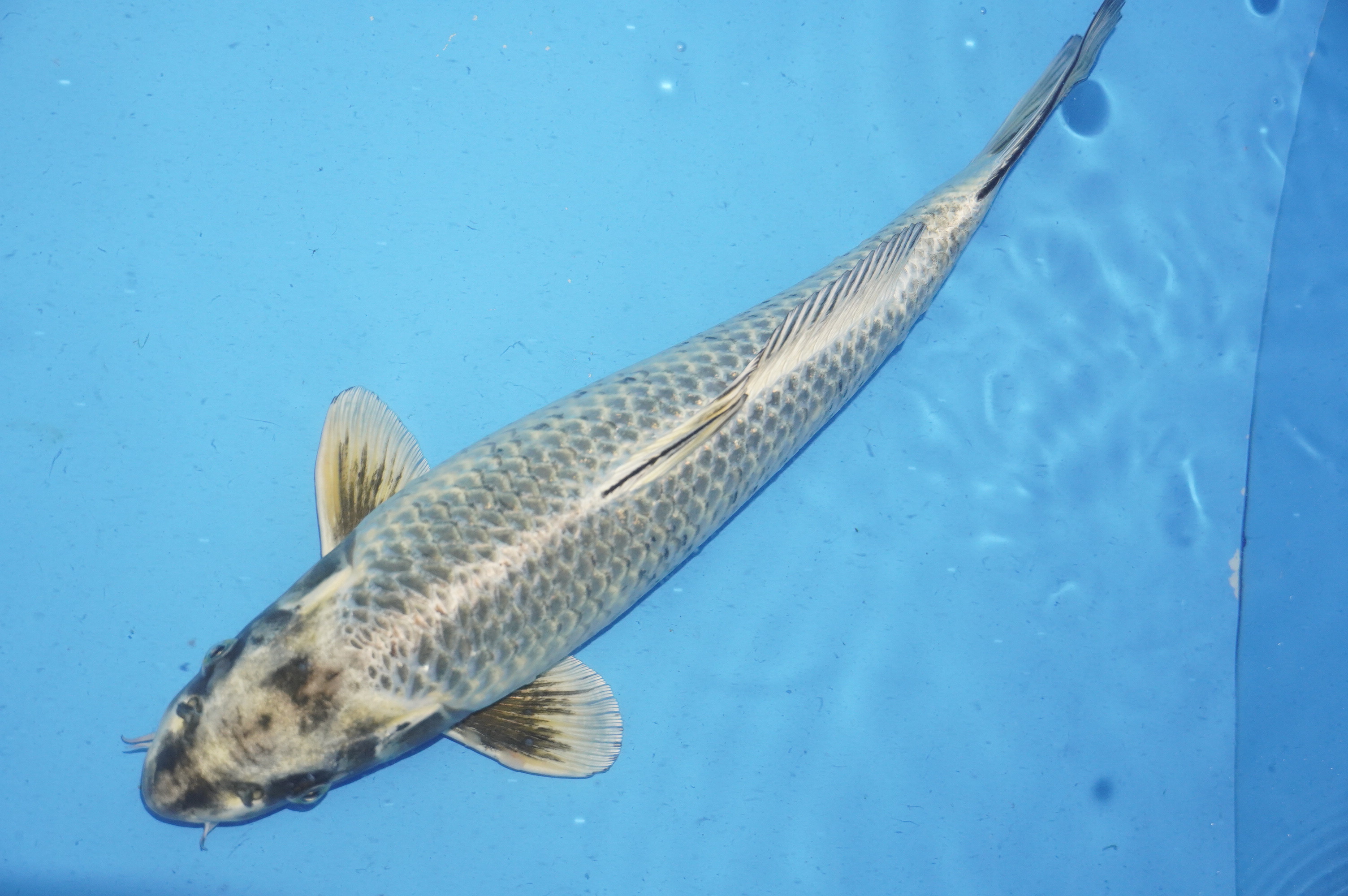 Ginga (42cm) von der Ozumi Ikarashi Koi Farm (Japan) IdentNr.: 9940