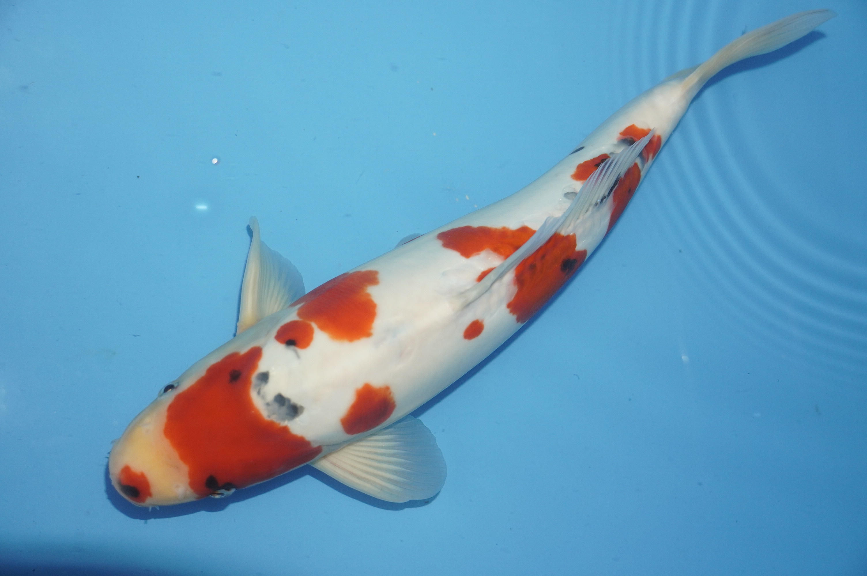 Doitsu Showa (38cm) von der Kanno Koifarm (Japan) IdentNr.: 10176