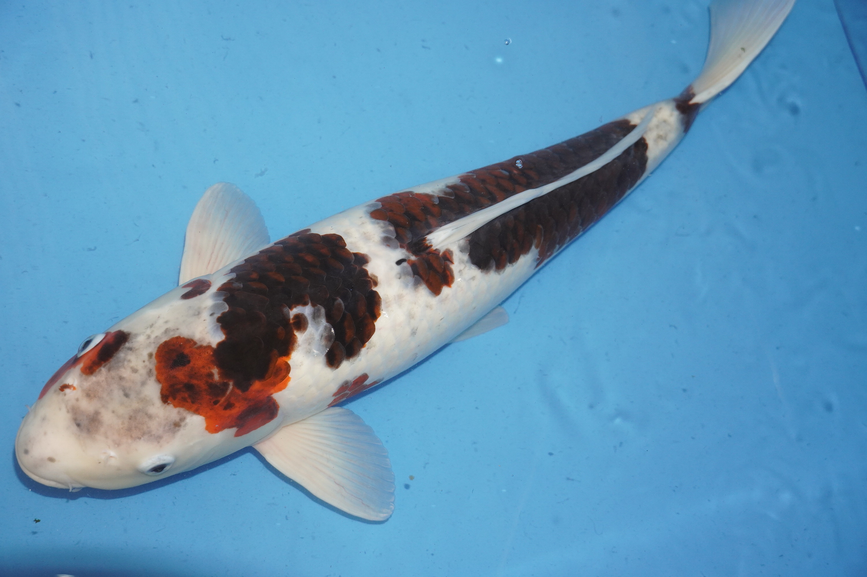 Goromo (63cm) von der Oofuchi Koi Farm (Japan) IdentNr.: 9666