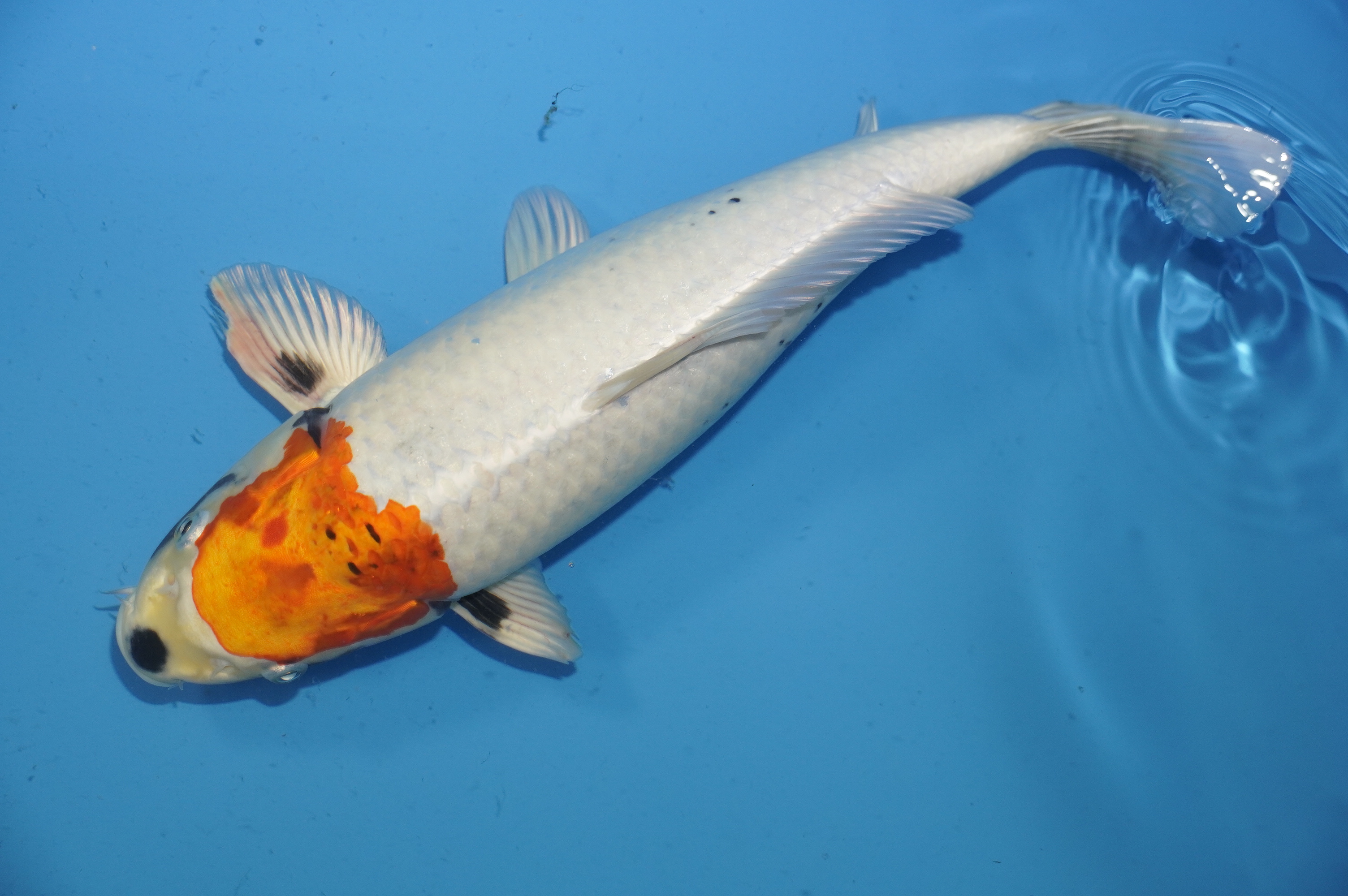 Kawarimono (37cm) von der Ozumi Ikarashi Koi Farm (Japan) IdentNr.: 9954