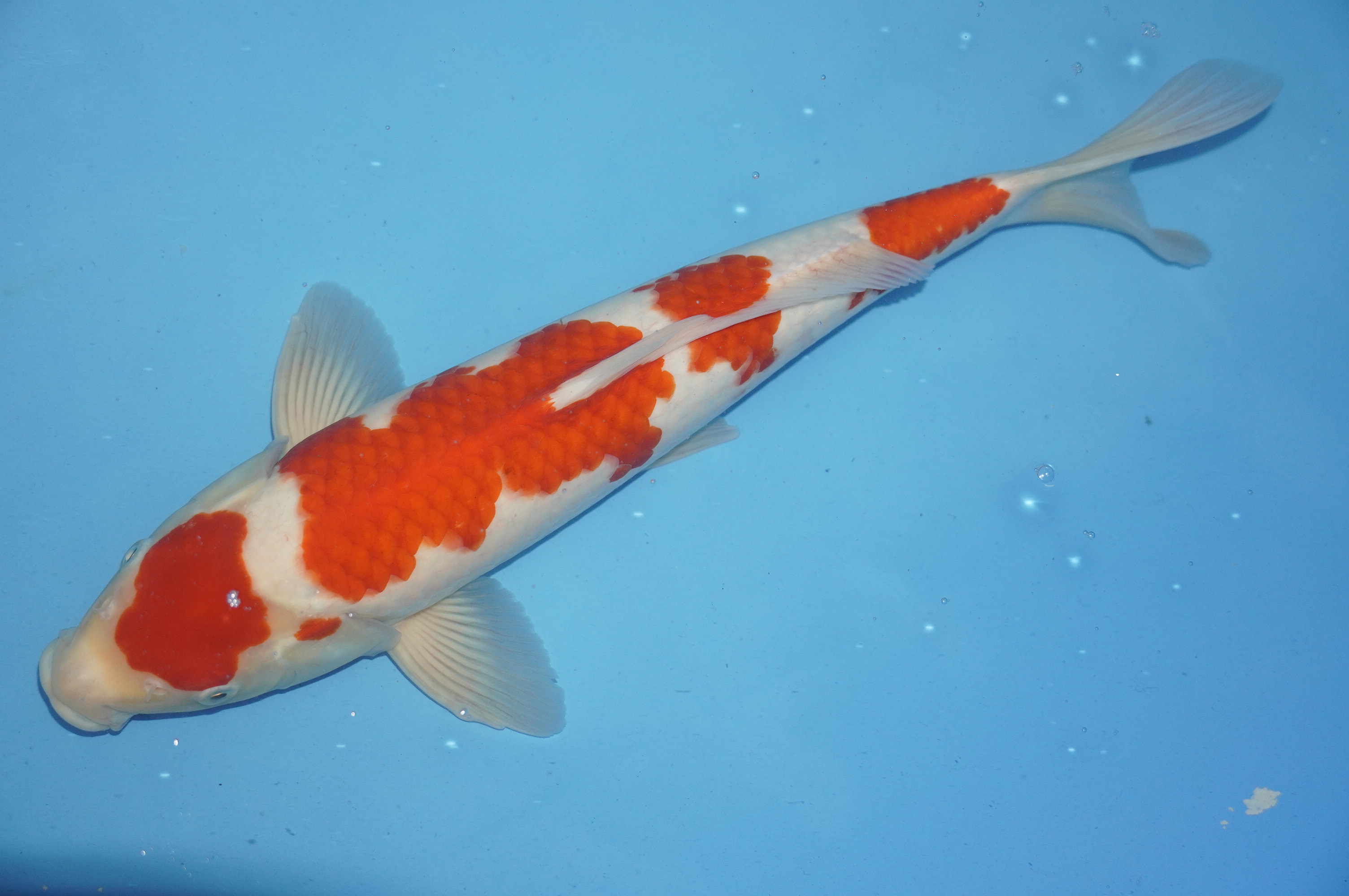 Kohaku (40cm) von der Marusei Koi Farm (Hirasawa) (Japan) IdentNr.: 10152
