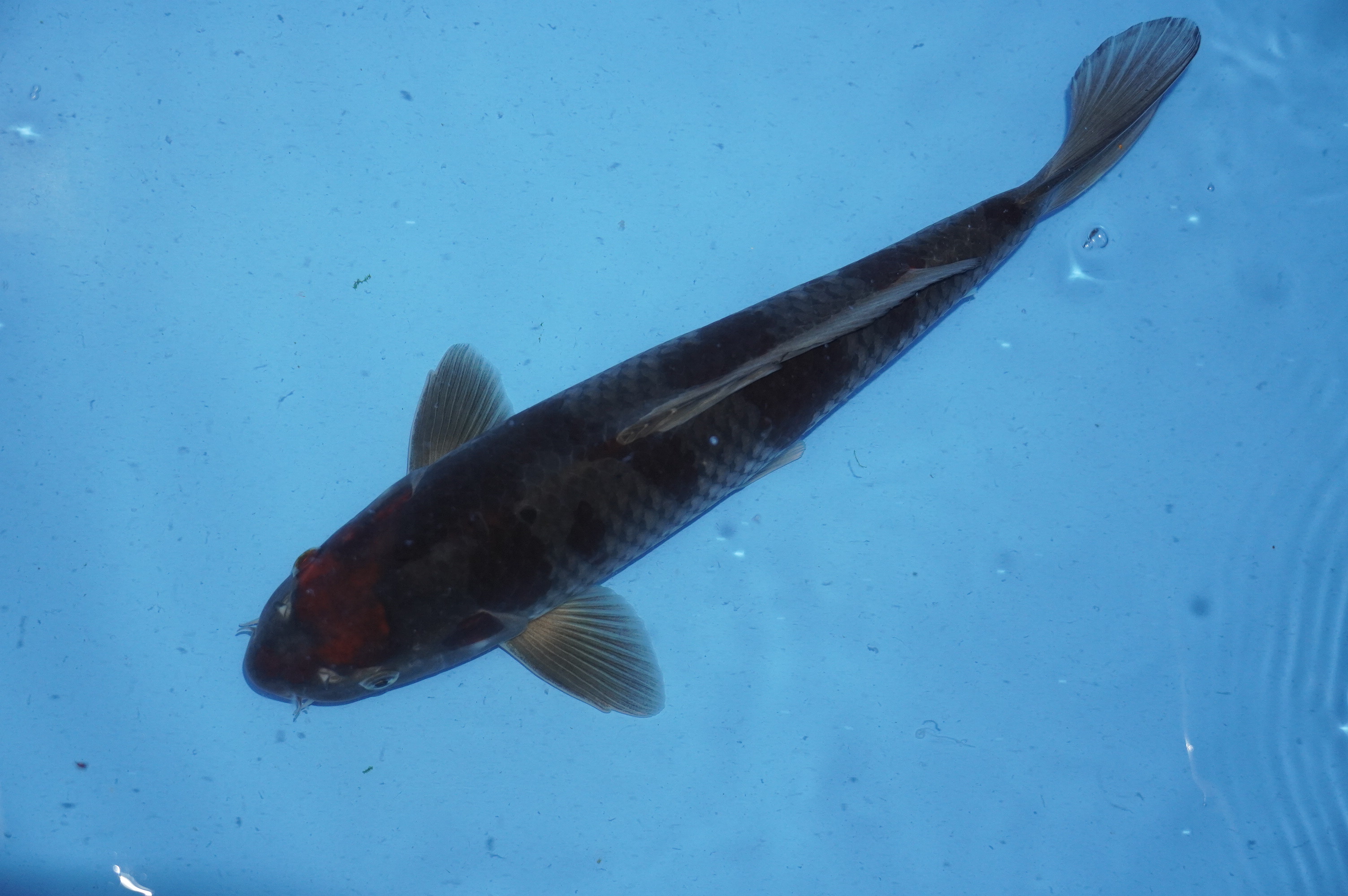 Goshiki (41cm) von der Miyako Koifarm (Japan) IdentNr.: 9881