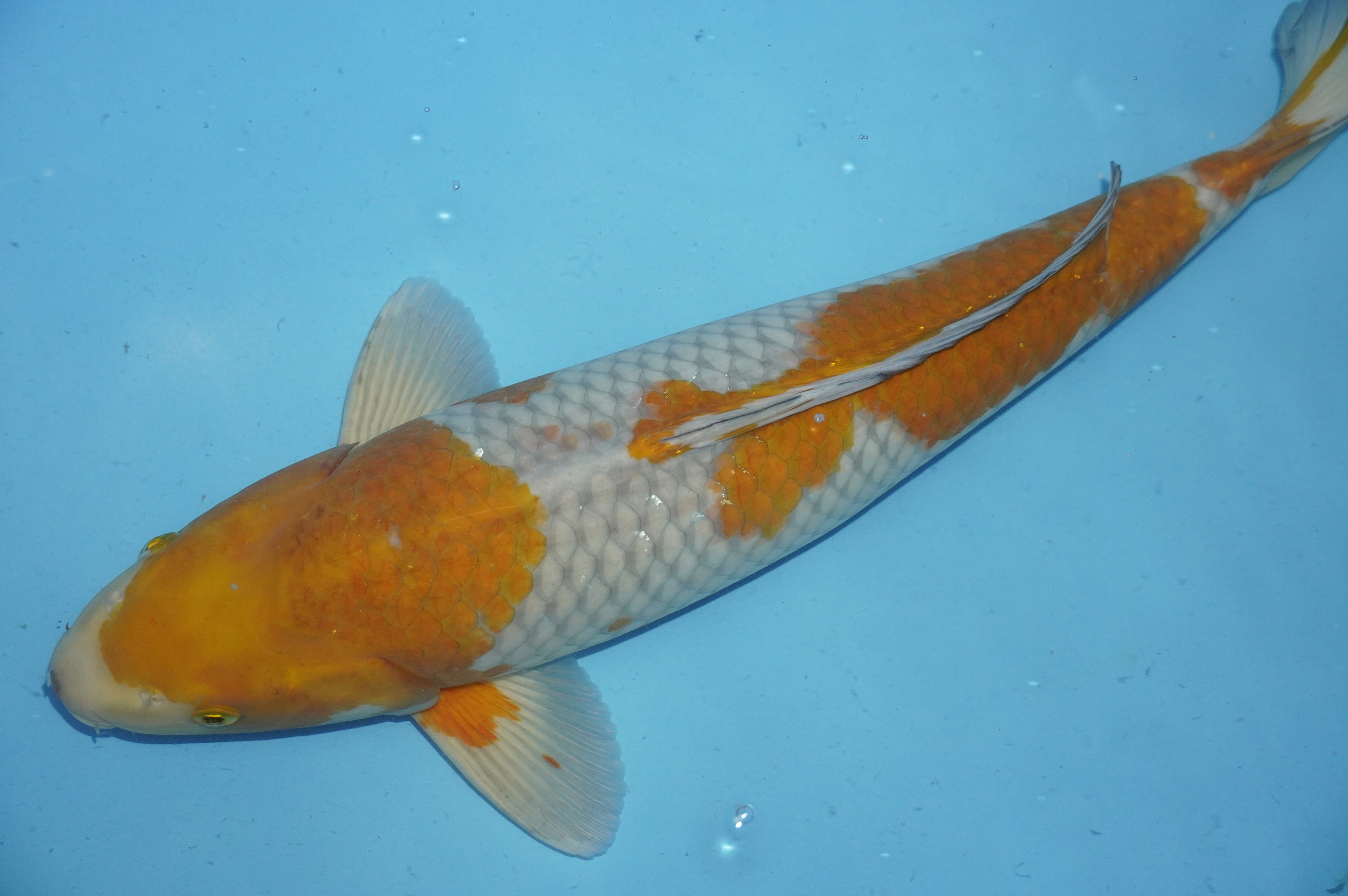 Ochiba Shigure (53cm) von der Yamasan Koi Farm (Yamazaki) (Japan) IdentNr.: 10272