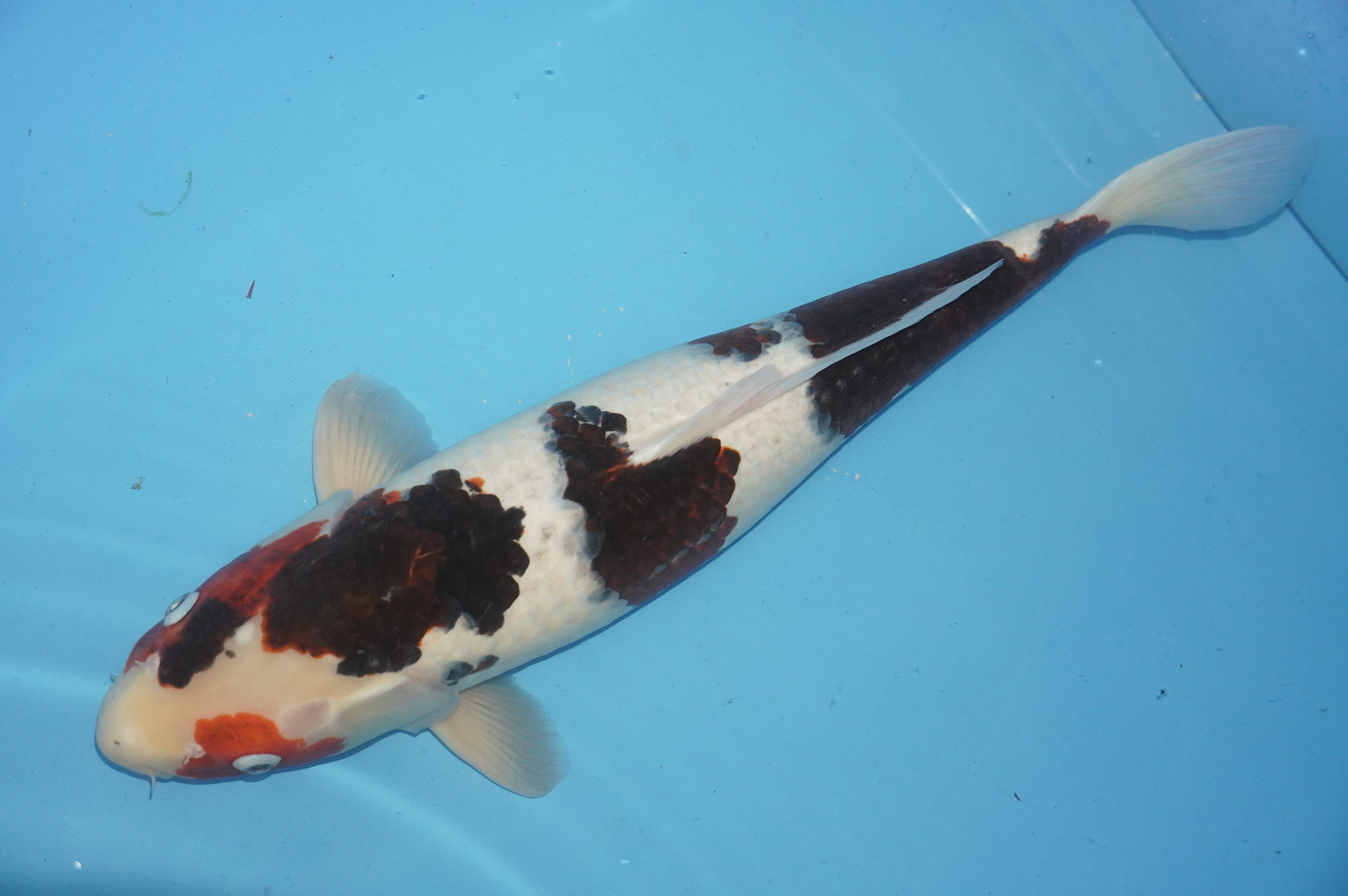 Goromo (52cm) von der Yamasan Koi Farm (Yamazaki) (Japan) IdentNr.: 10076