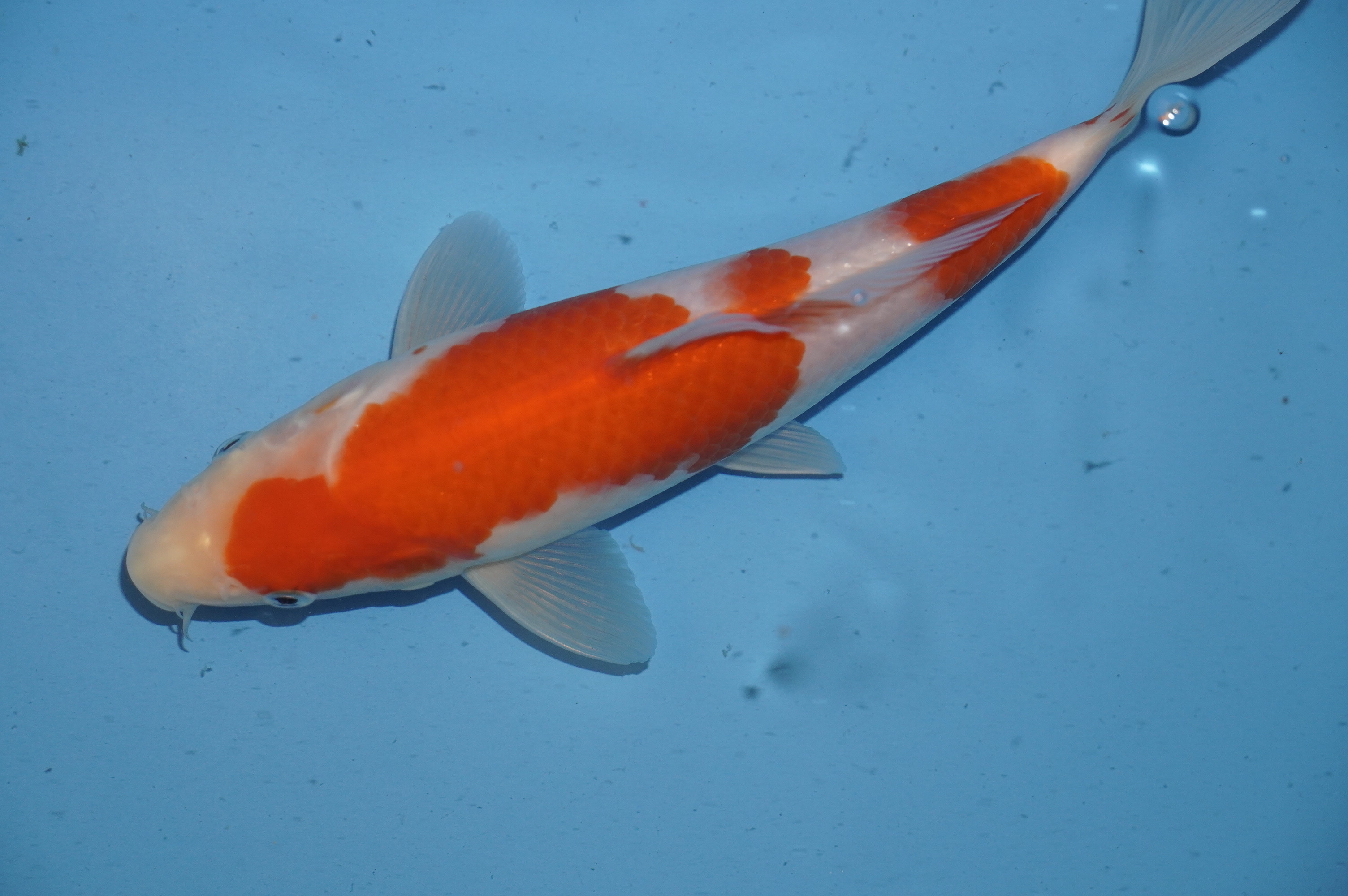 Kohaku (23cm) von der Yoshino Koi Farm (Japan) IdentNr.: 10053