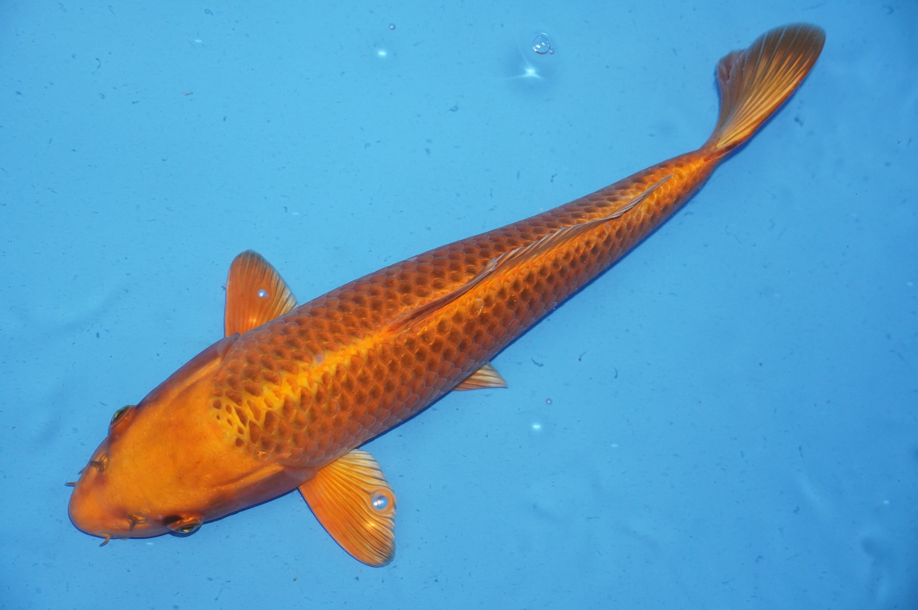 Kin Matsuba (41cm) von der Mano Koi Farm (Japan) IdentNr.: 9995