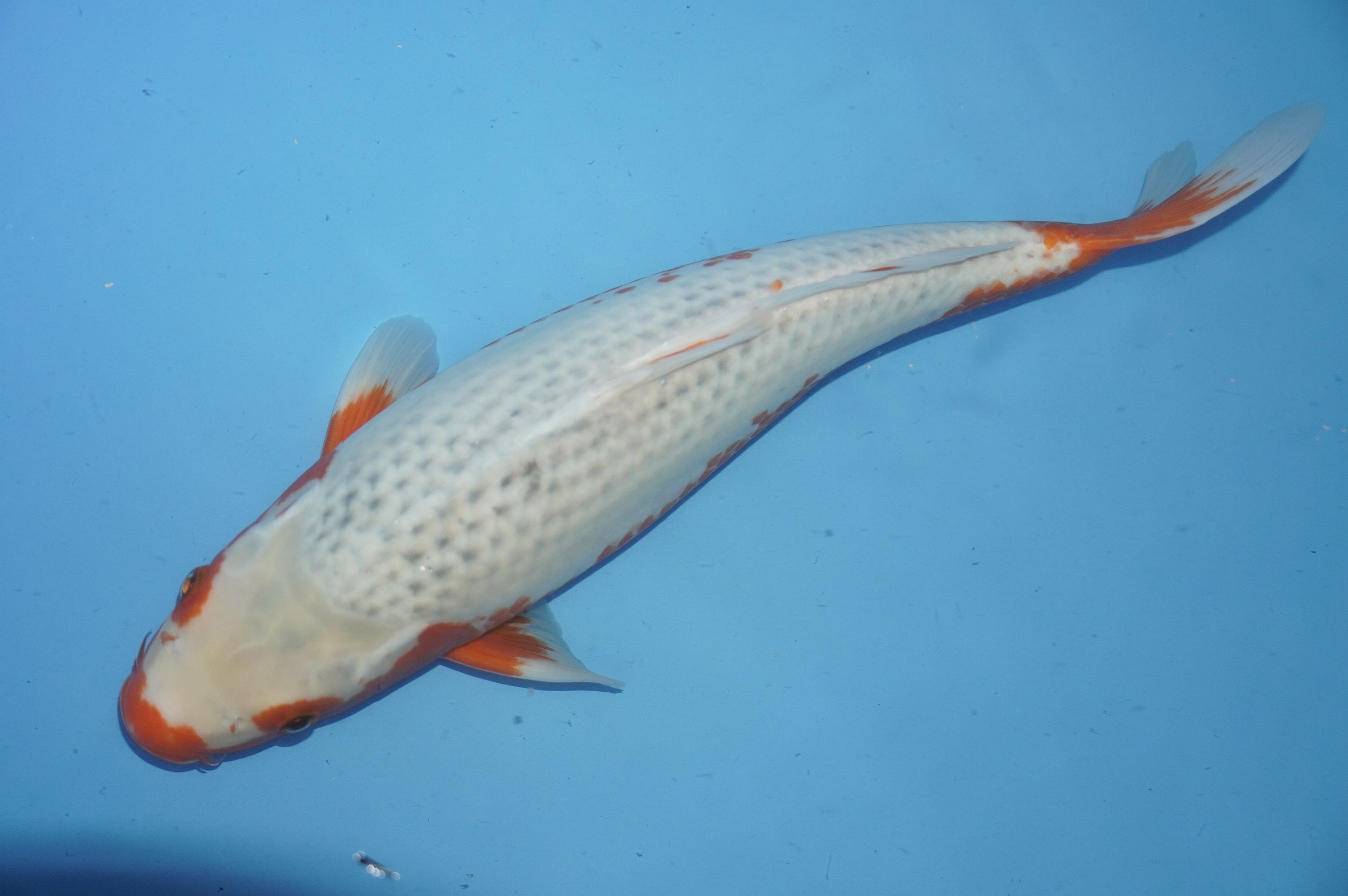 Asagi (38cm) von der Kanno Koifarm (Japan) IdentNr.: 10185