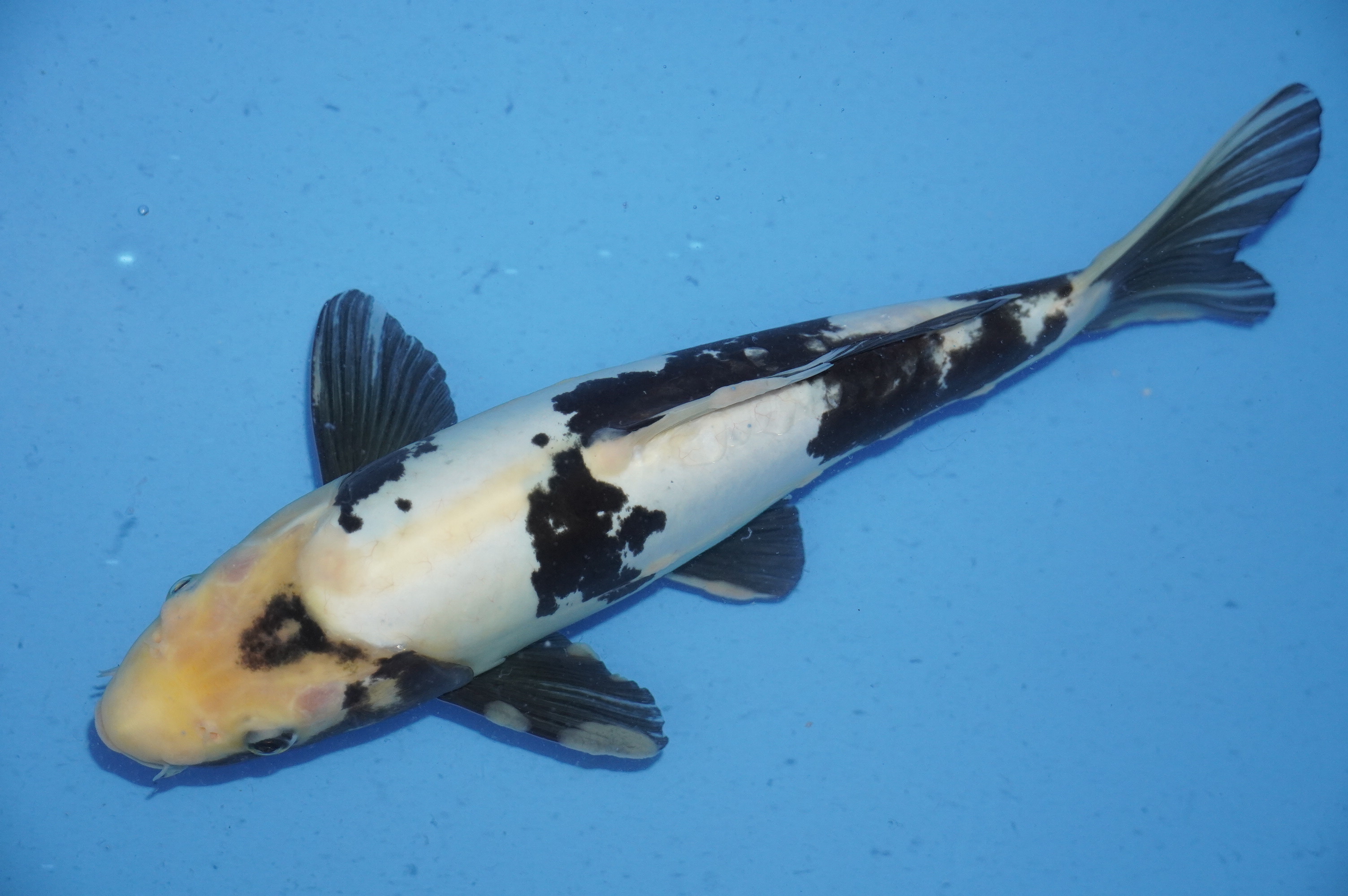 Kumonryu (36cm) von der Koda Koifarm (Japan) IdentNr.: 9962