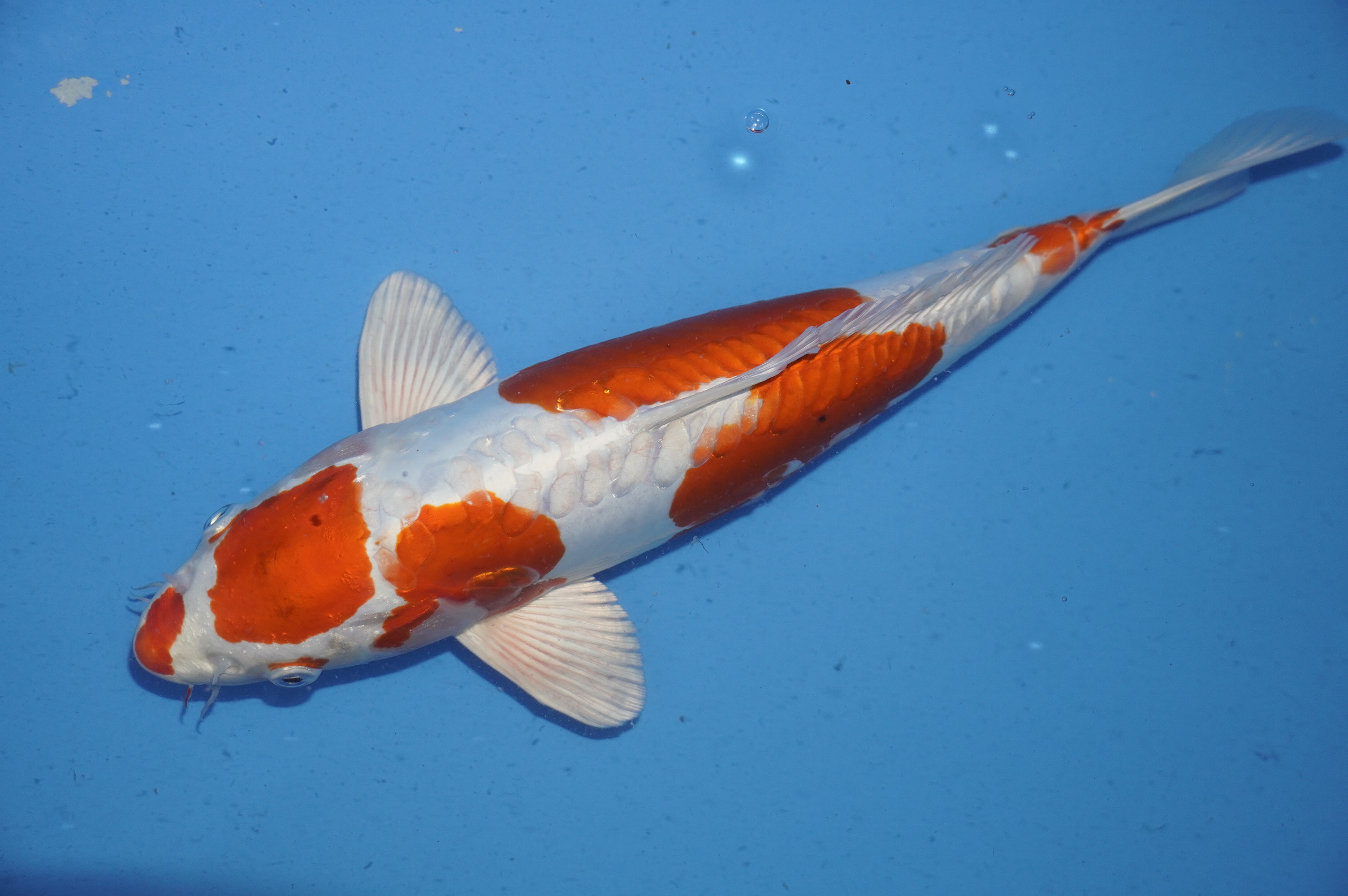 Doitsu Orange Hariwake (37cm) von der Marusaka Koi Farm (Japan) IdentNr.: 10032