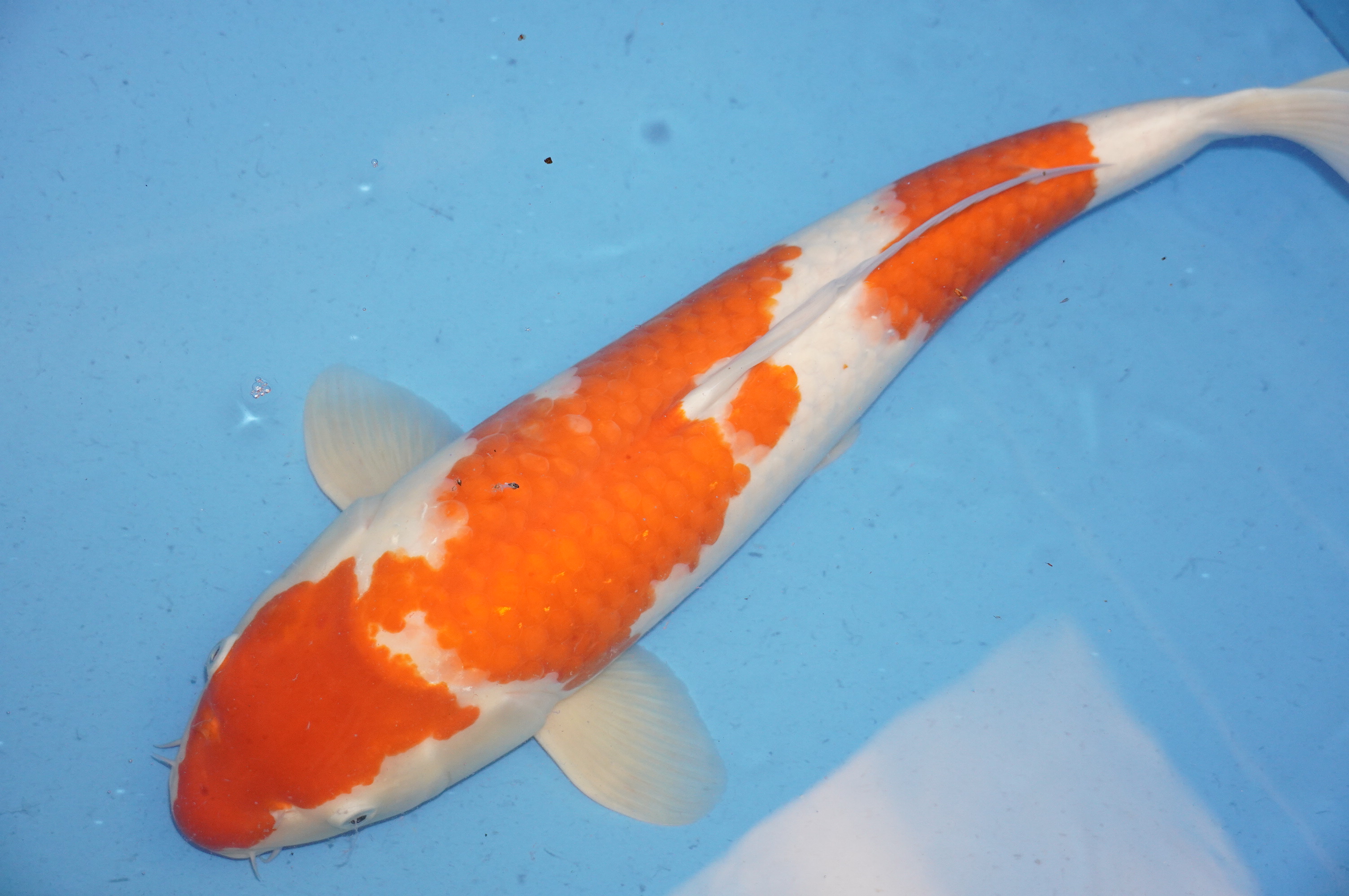Kohaku (60cm) von der Oofuchi Koi Farm (Japan) IdentNr.: 8850