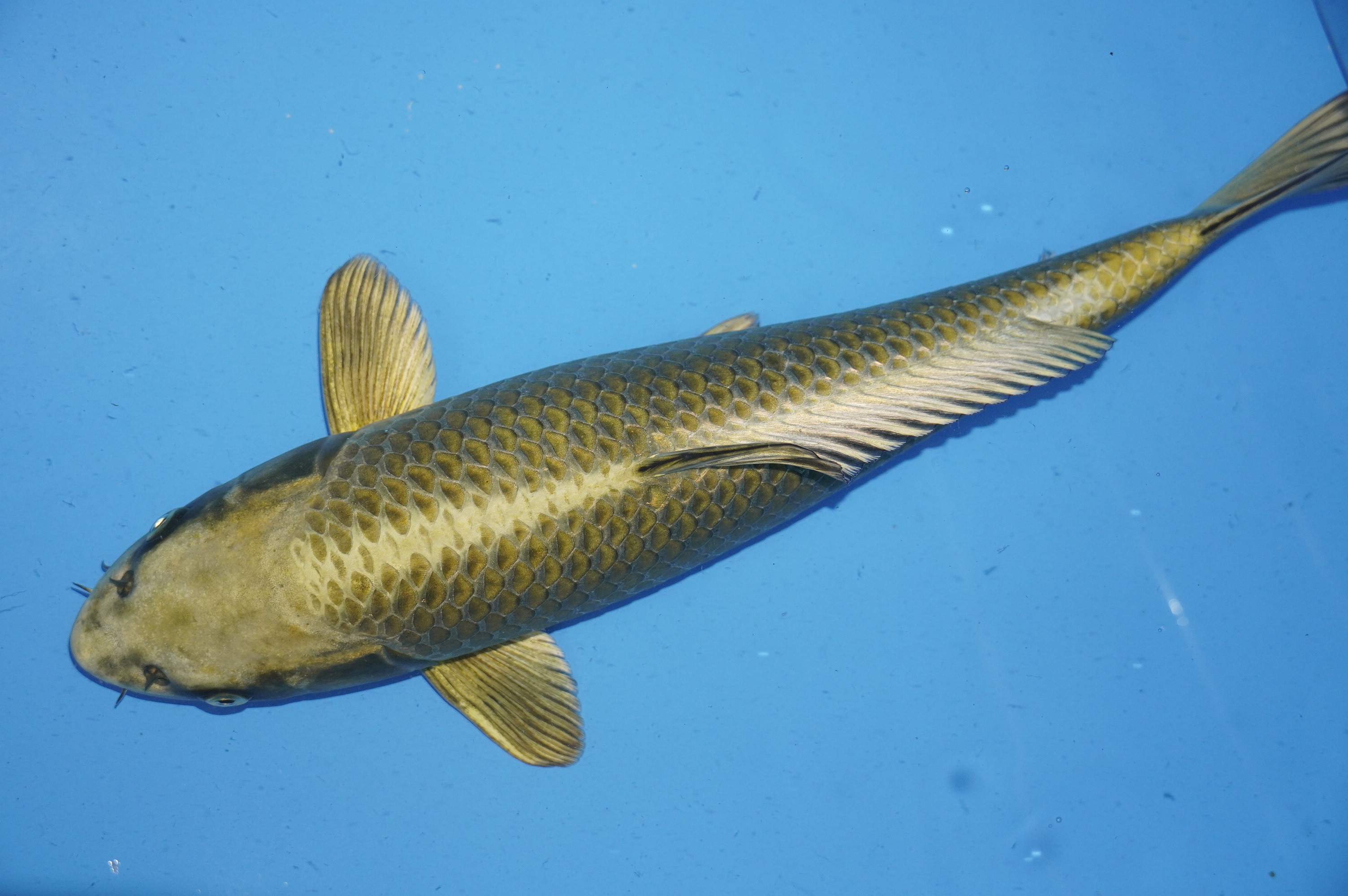 Mukashi Ogon (46cm) von der Sakazume Koi Farm (Japan) IdentNr.: 9869