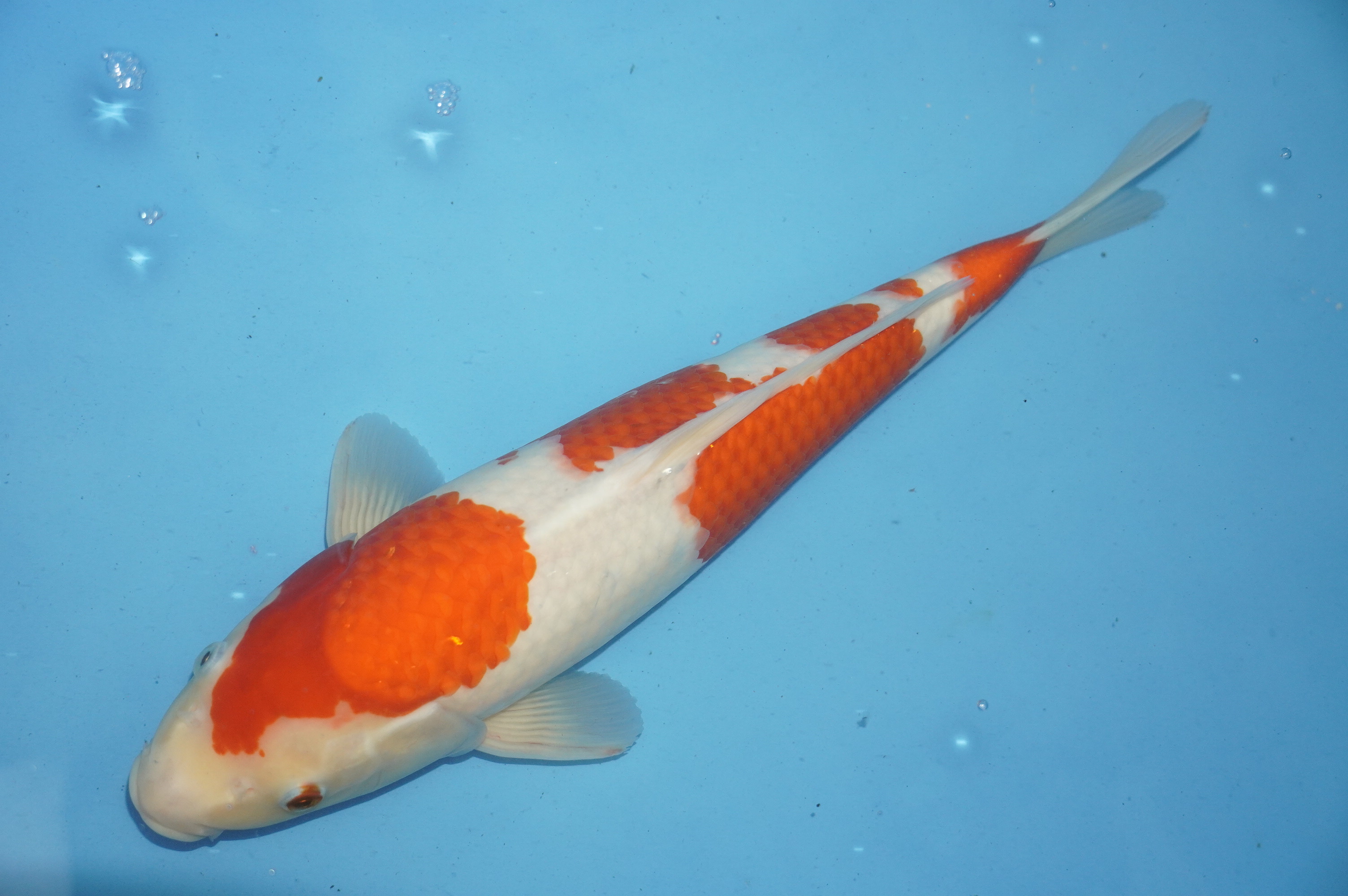 Kohaku (40cm) von der Igarashi Koi Farm (Japan) IdentNr.: 10135