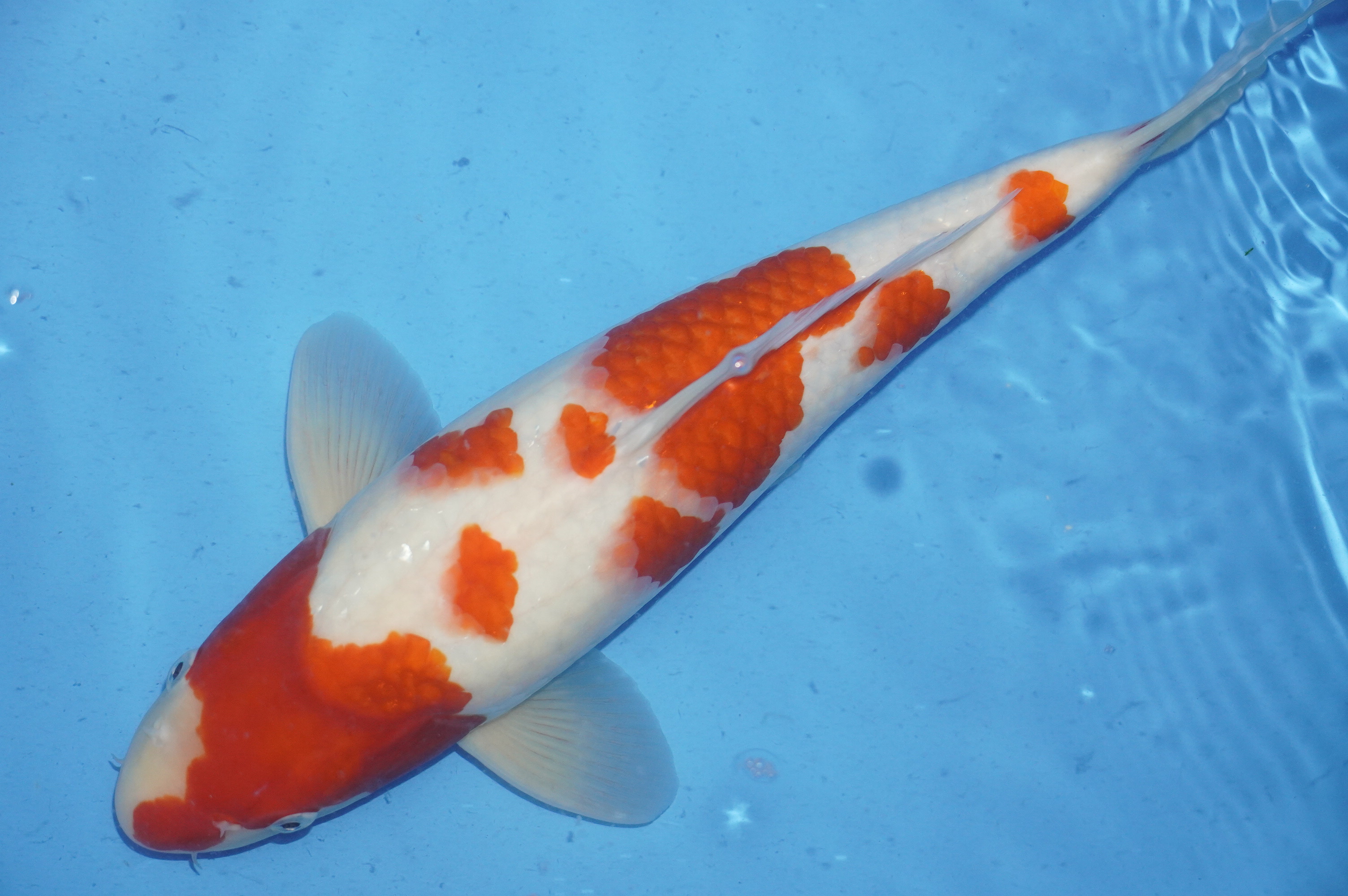 Kohaku (40cm) von der Miyako Koifarm (Japan) IdentNr.: 9879