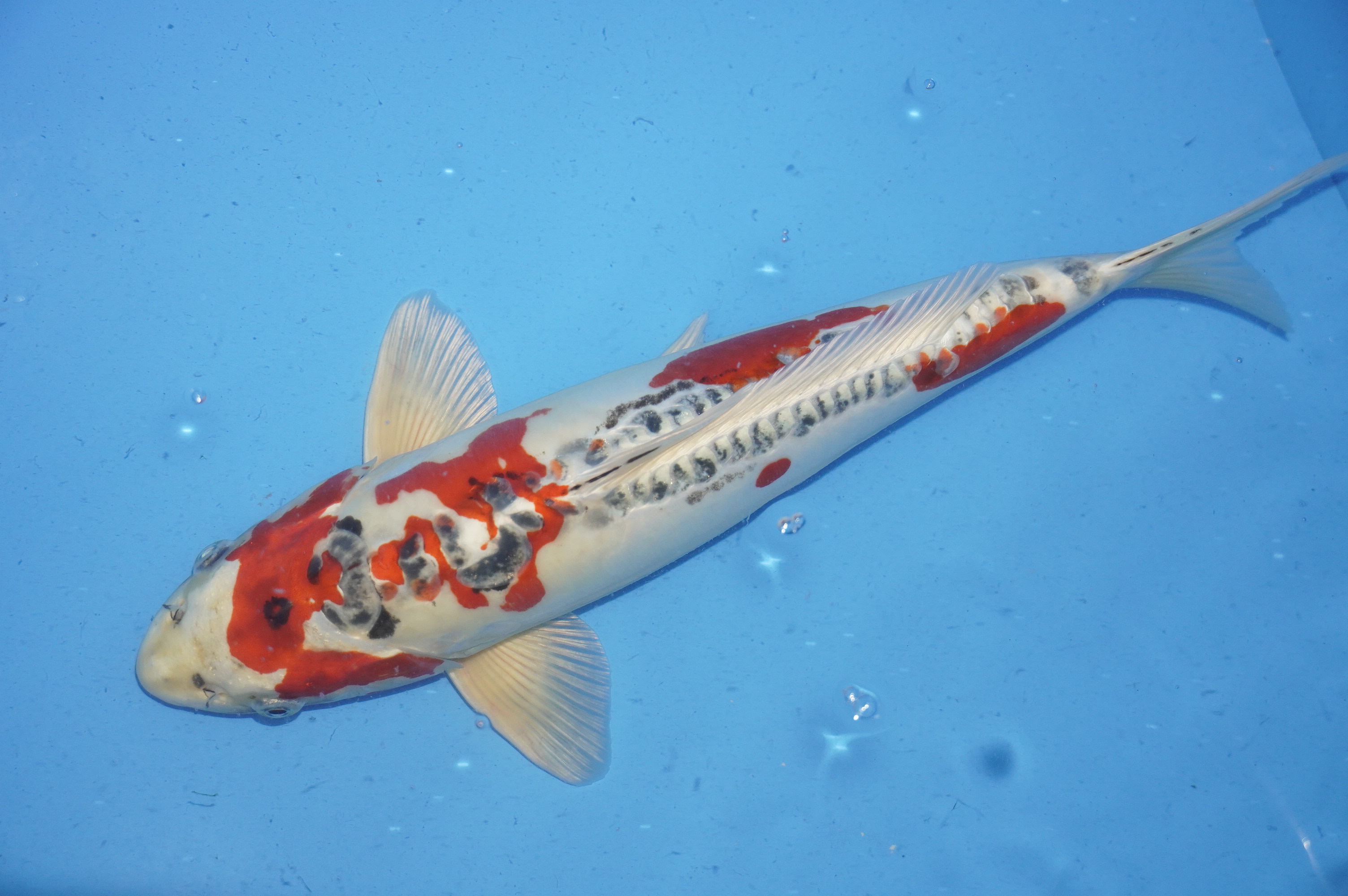 Doitsu Kujaku (40cm) von der Ozumi Ikarashi Koi Farm (Japan) IdentNr.: 9946