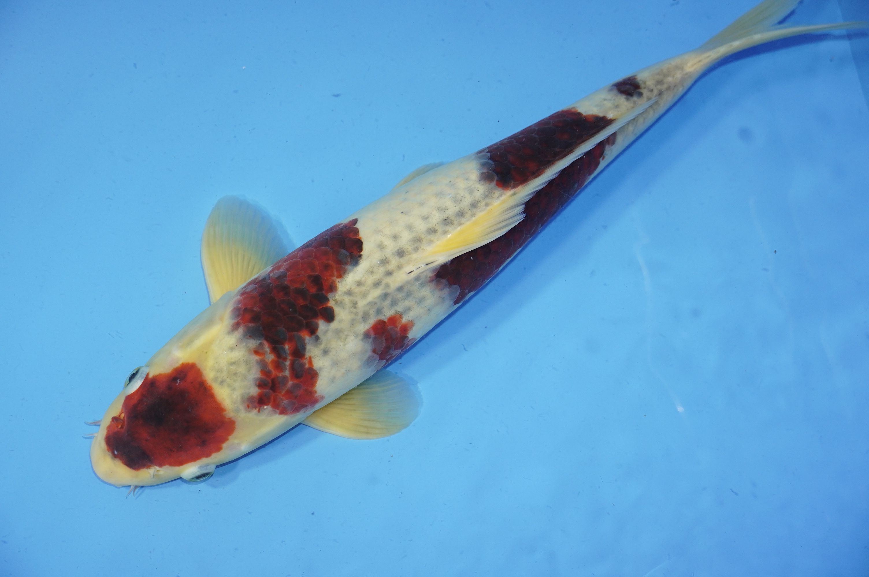 Goromo (44cm) von der Sakazume Koi Farm (Japan) IdentNr.: 9748