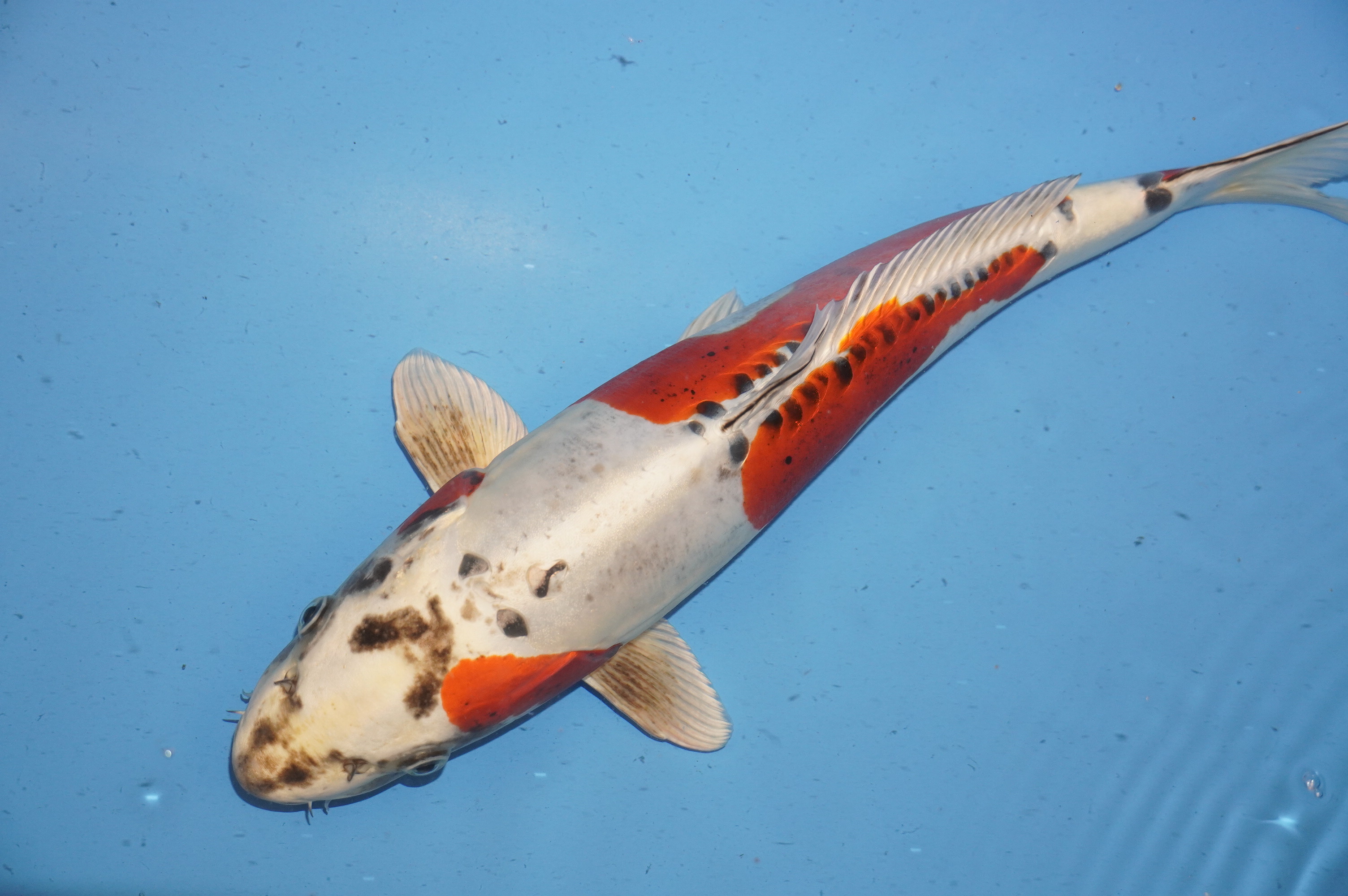 Doitsu Kujaku (43cm) von der Oofuchi Koi Farm (Japan) IdentNr.: 9484