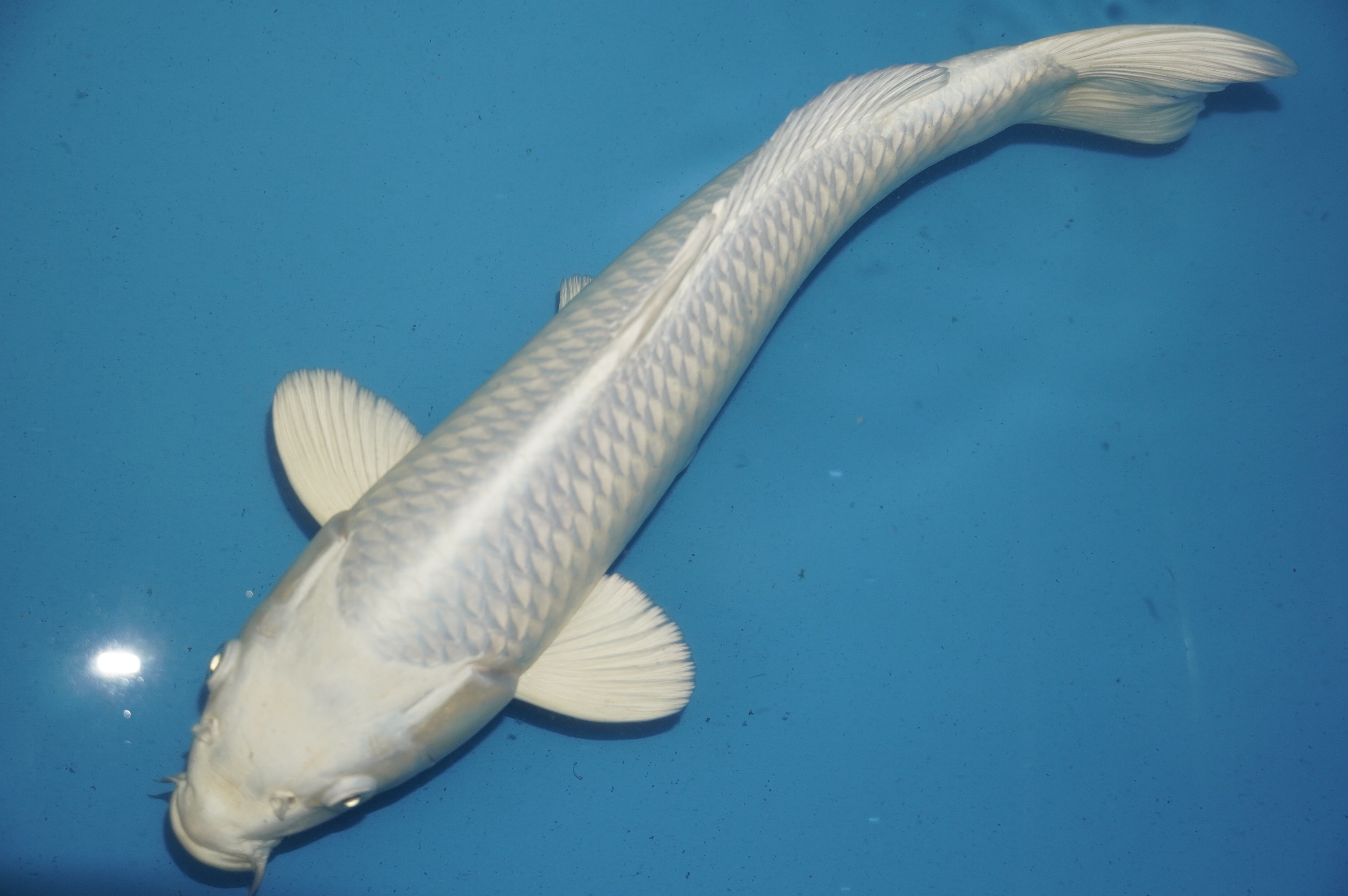 Platinum Ogon (38cm) von der Tanaka Takatasu Koifarm (Japan) IdentNr.: 10125