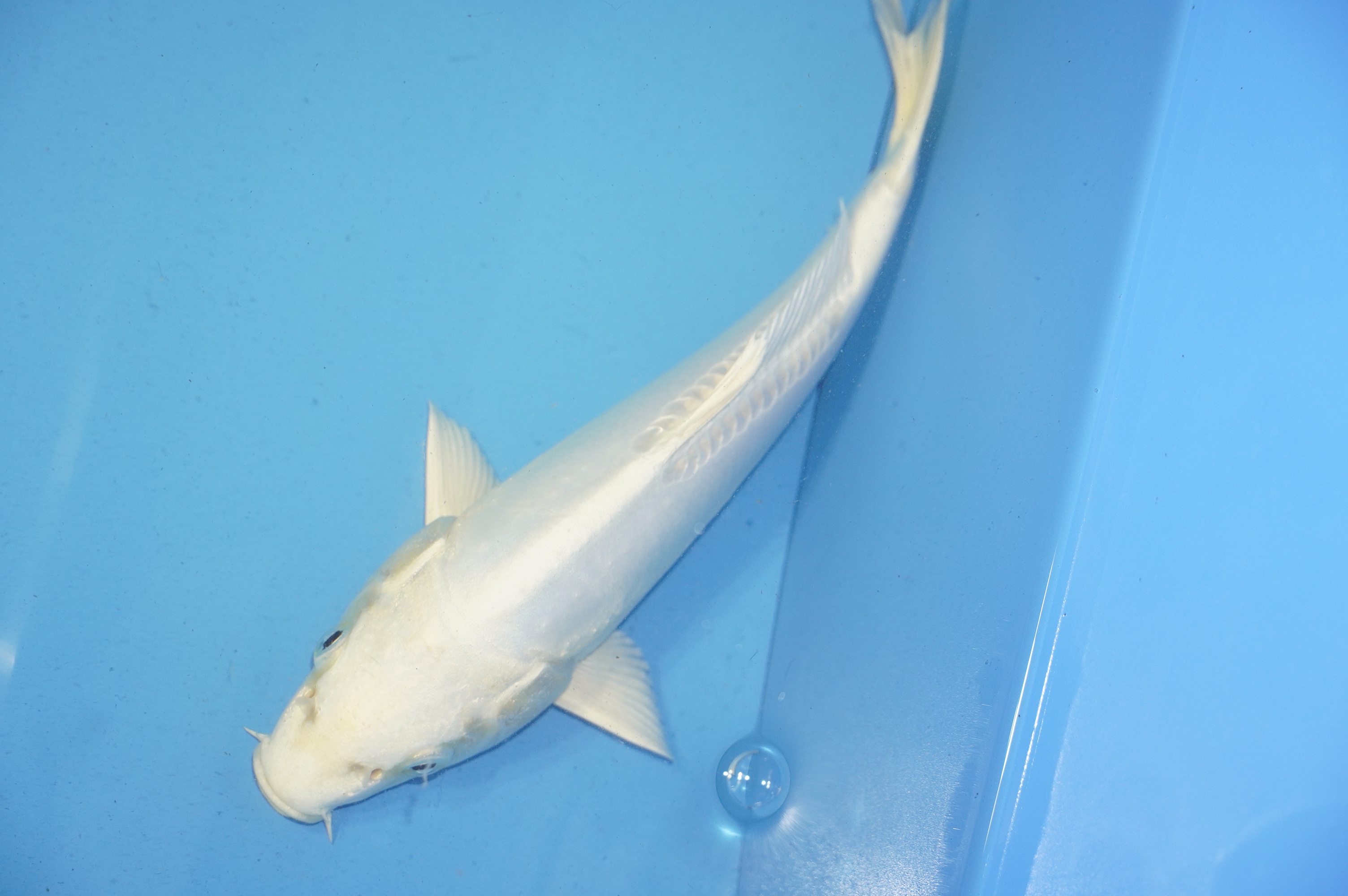 Doitsu Platinum Ogon (21cm) von der Yamasan Koi Farm (Yamazaki) (Japan) IdentNr.: 9835