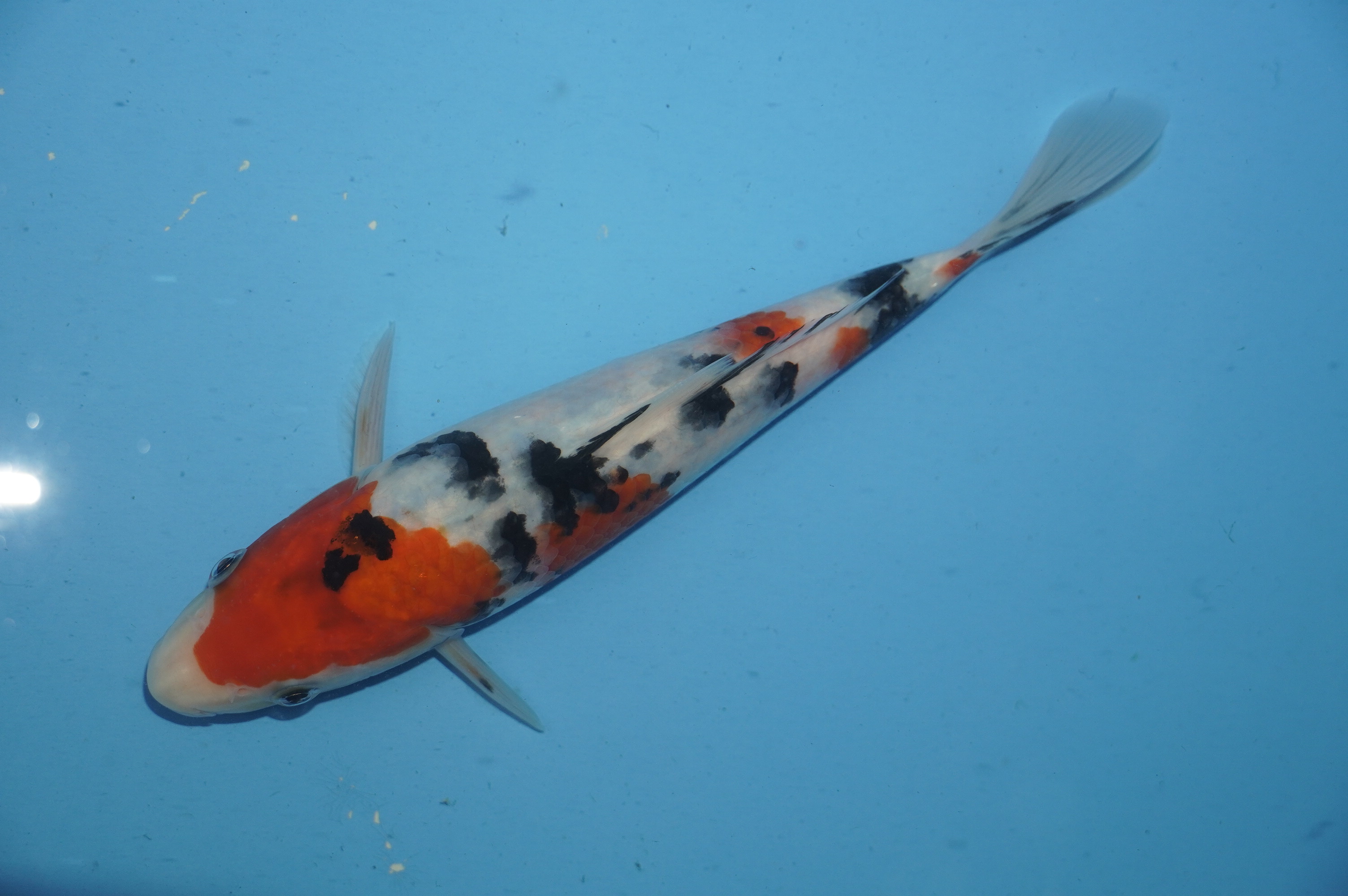 Sanke (22cm) von der Miyako Koifarm (Japan) IdentNr.: 10109