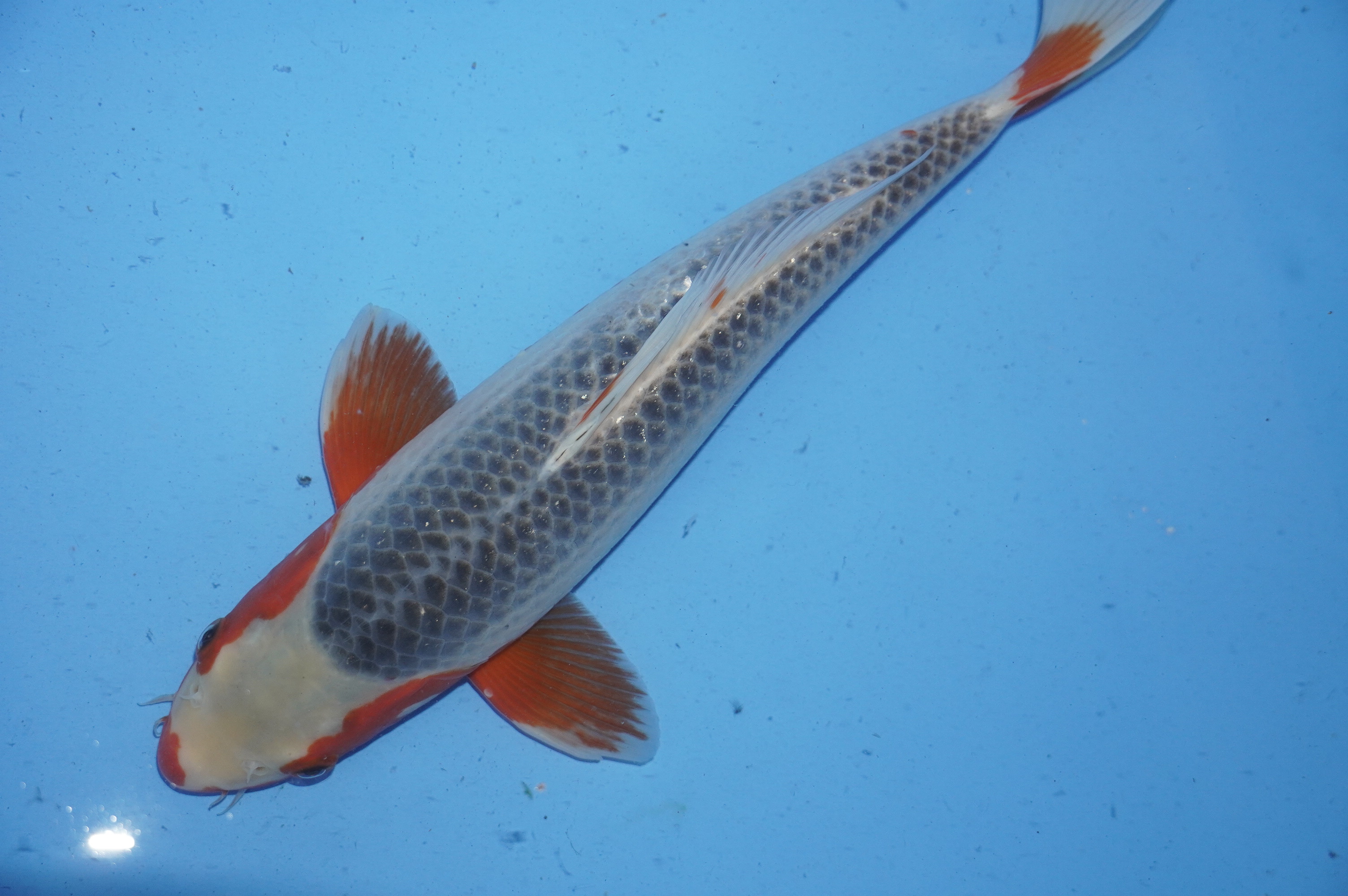 Asagi (37cm) von der Yamajyu Koi Farm (Japan) IdentNr.: 10015