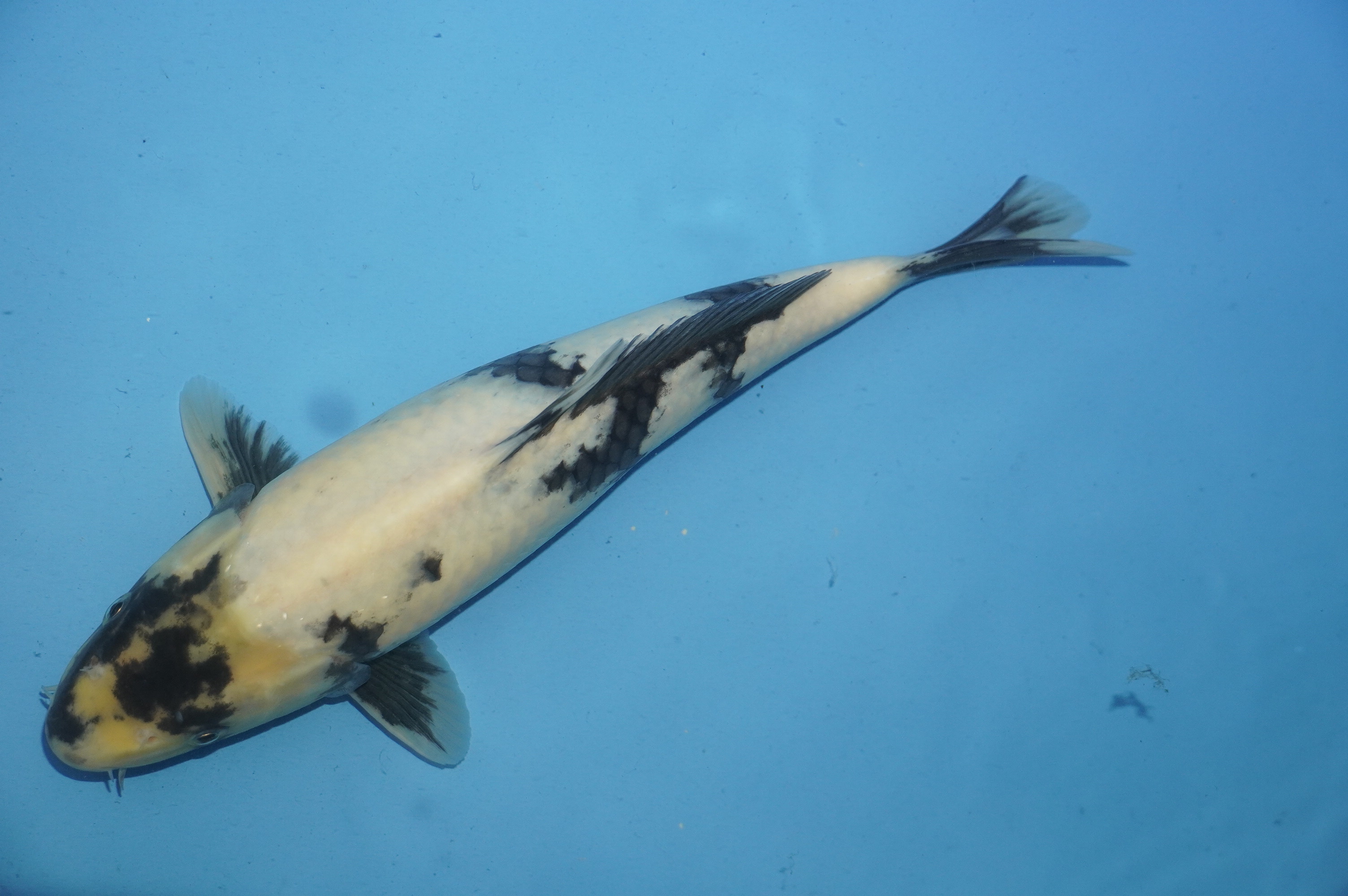 Shiro Utsuri (31cm) von der Miyako Koifarm (Japan) IdentNr.: 10236