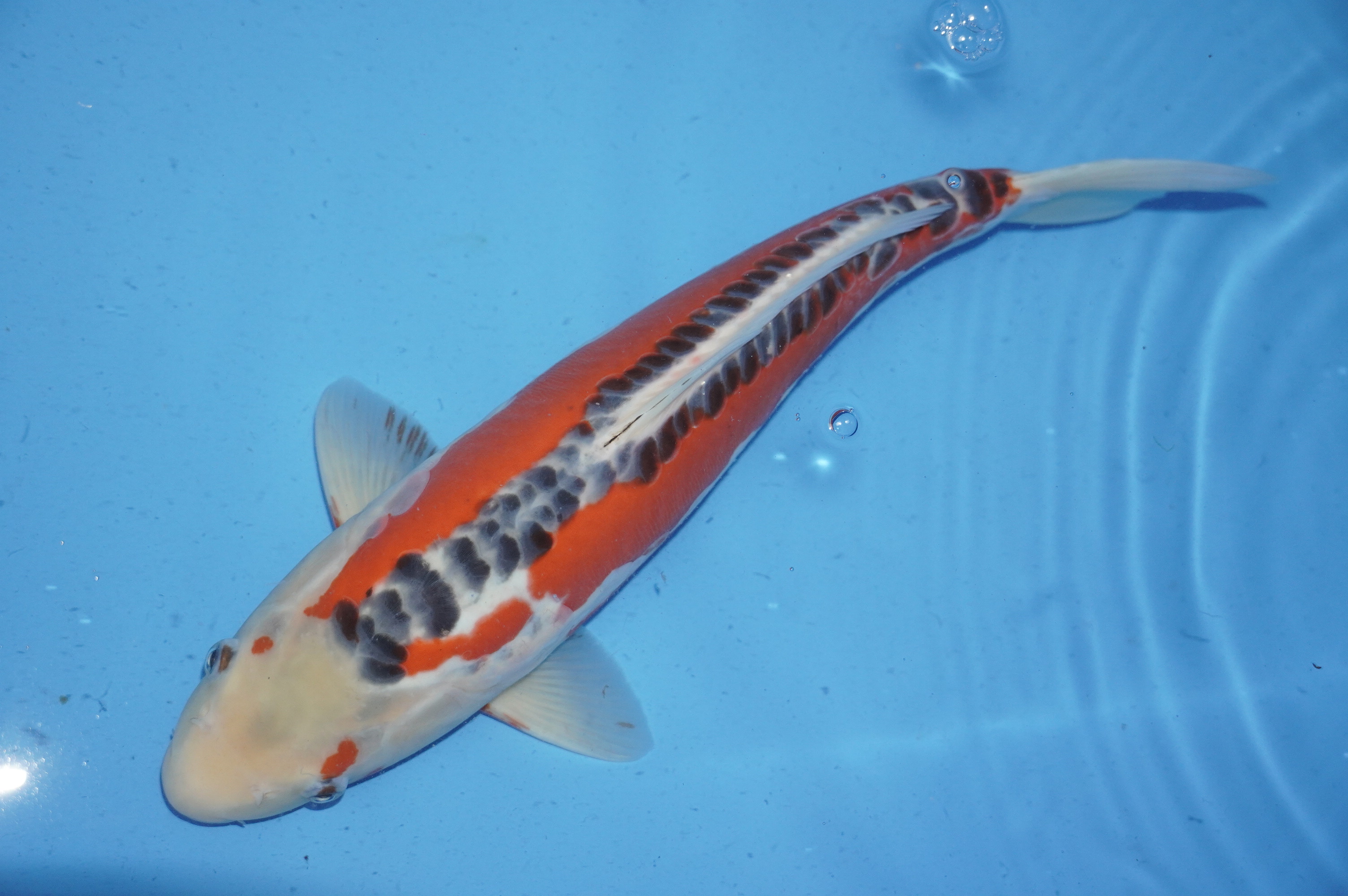 Shusui (42cm) von der Mano Koi Farm (Japan) IdentNr.: 9989