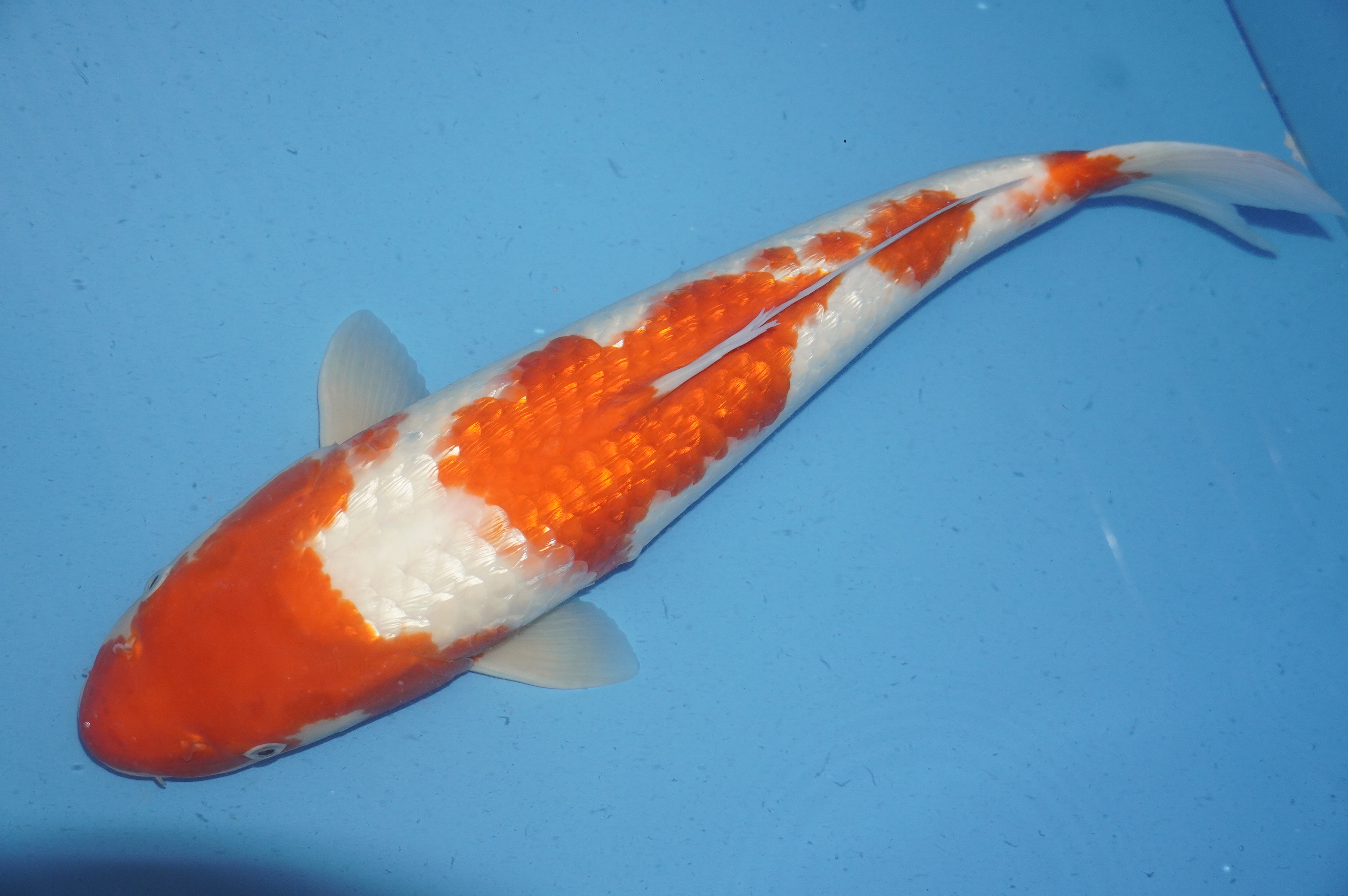 Gin Rin Kohaku (51cm) von der Oofuchi Koi Farm (Japan) IdentNr.: 8845