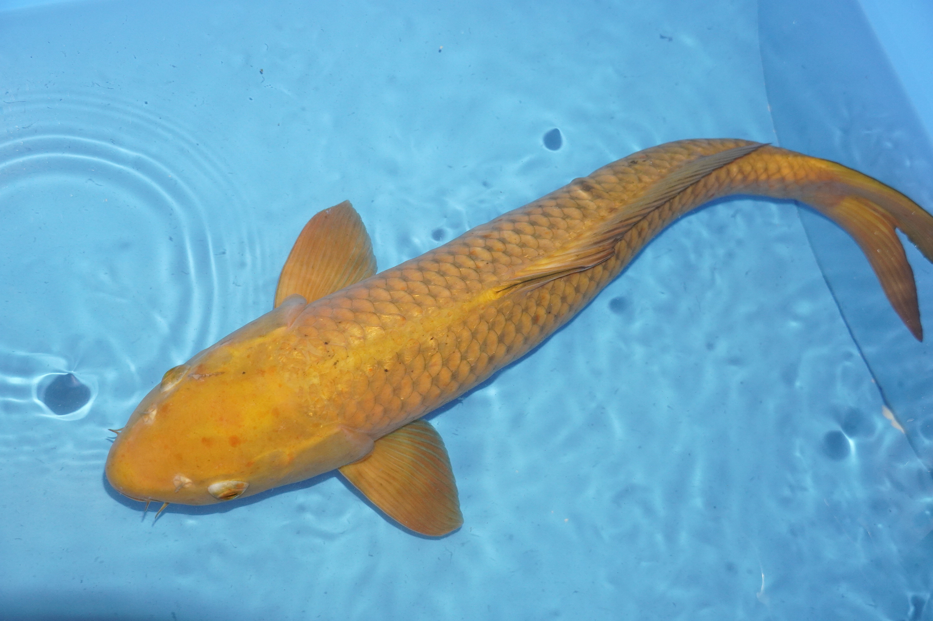 Chagoi (64cm) von der Ogata Koi Farm (Japan) IdentNr.: 6664