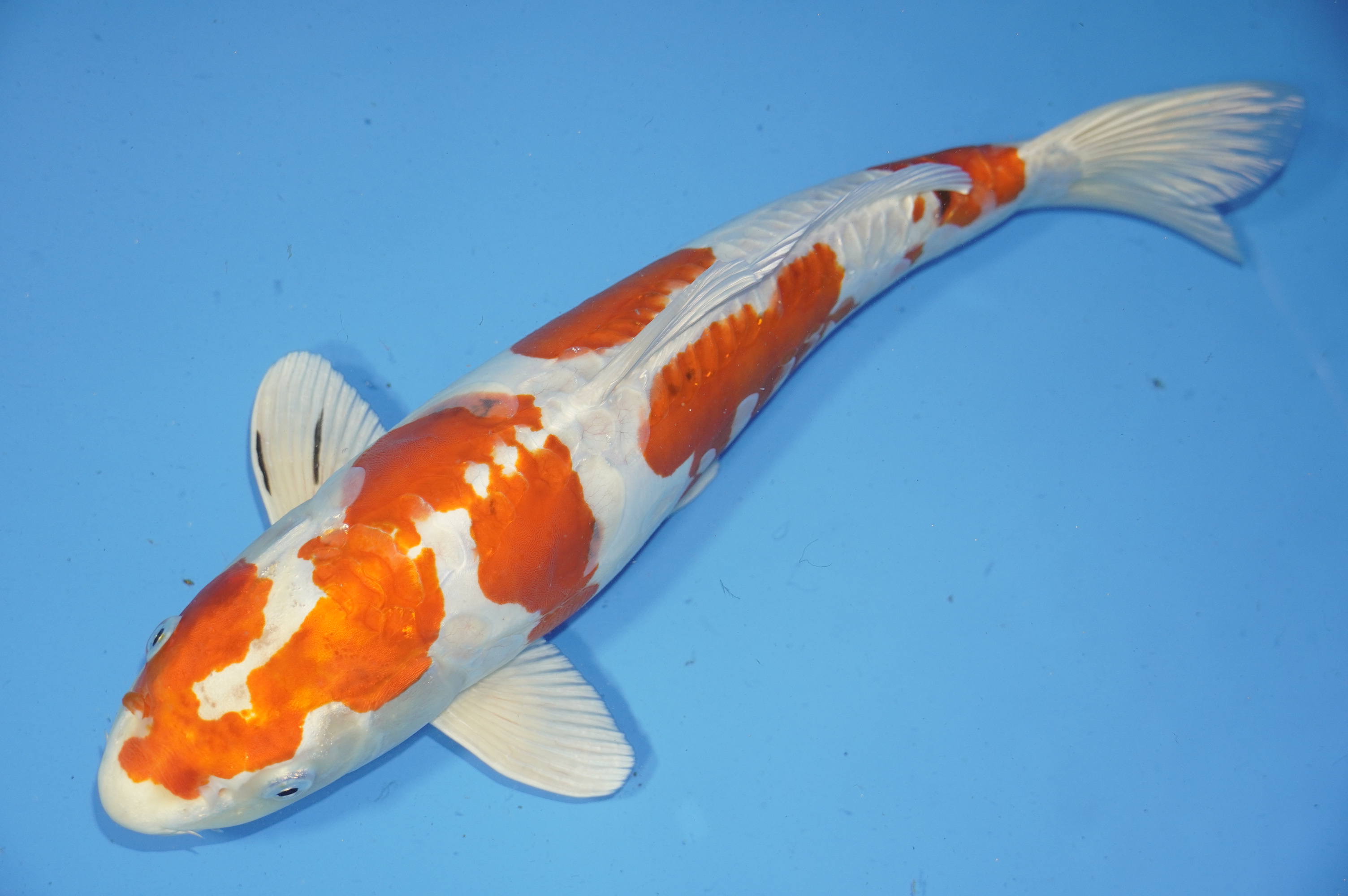 Yamatonishiki (40cm) von der Miyako Koifarm (Japan) IdentNr.: 9635