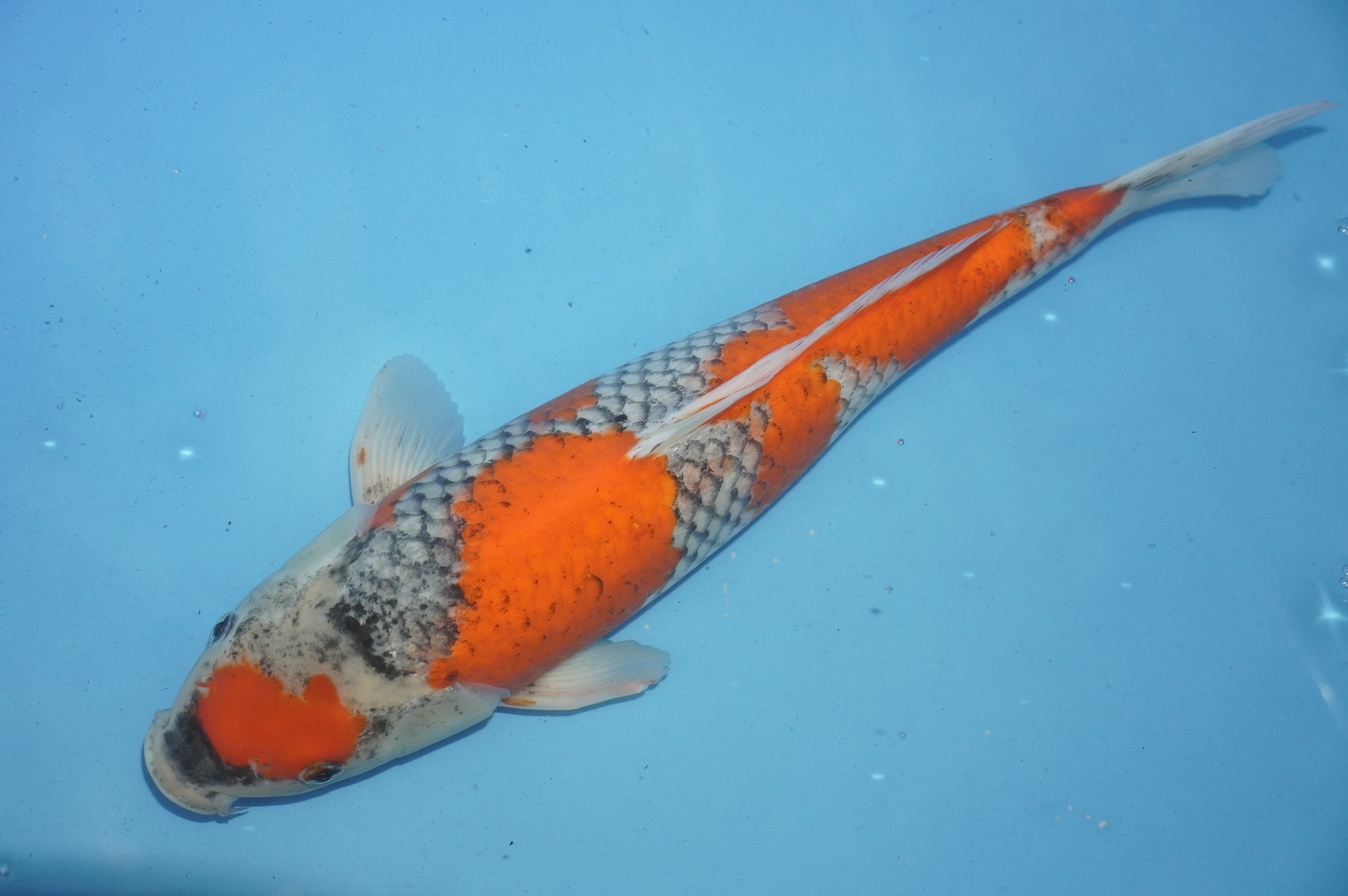 Goshiki (39cm) von der Igarashi Koi Farm (Japan) IdentNr.: 10134