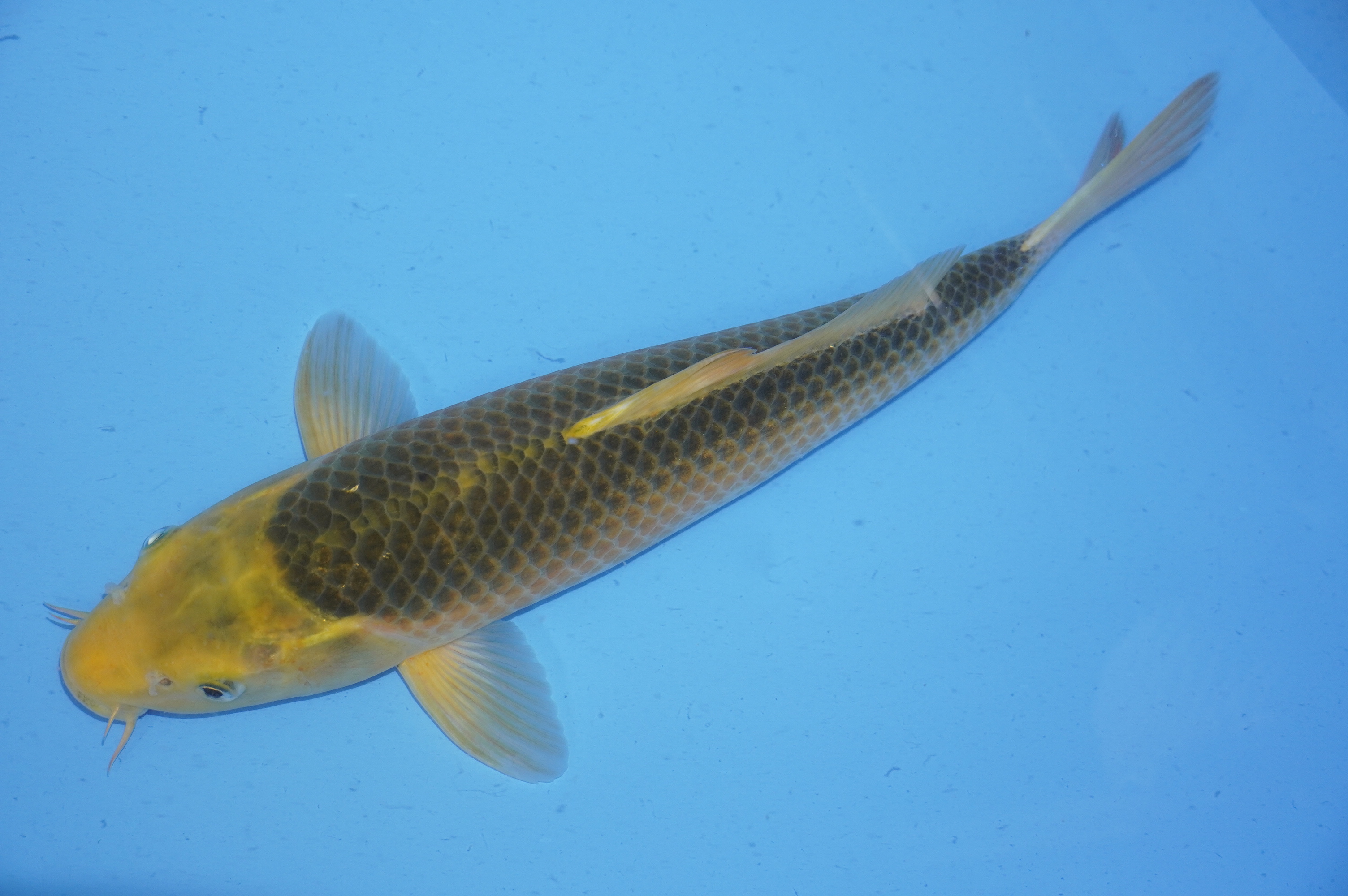 Midorigoi (40cm) von der Maruhiro Koi Farm (Japan) IdentNr.: 9290