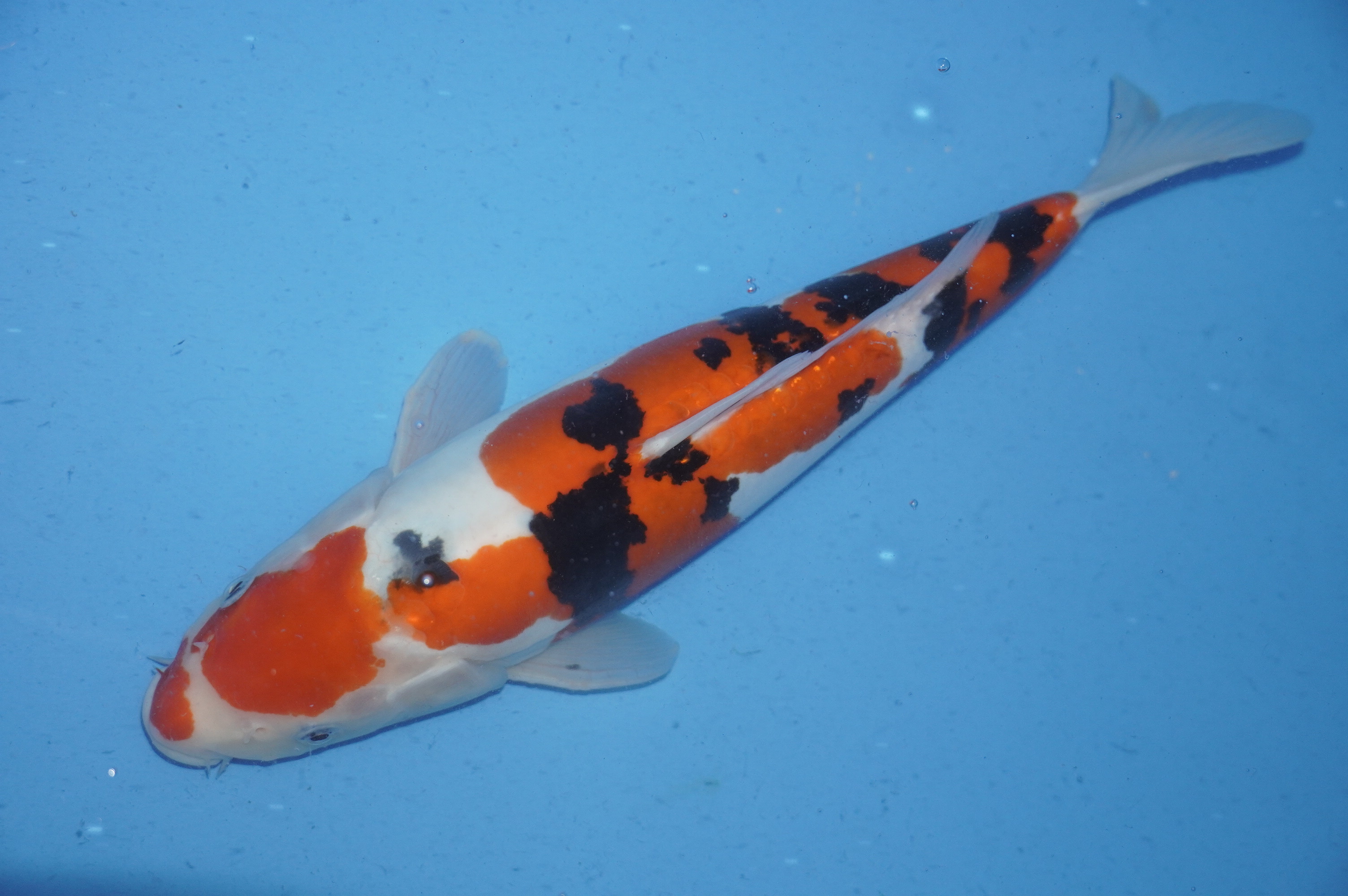 Doitsu Sanke (37cm) von der Maruhide Koi Farm (Japan) IdentNr.: 9918