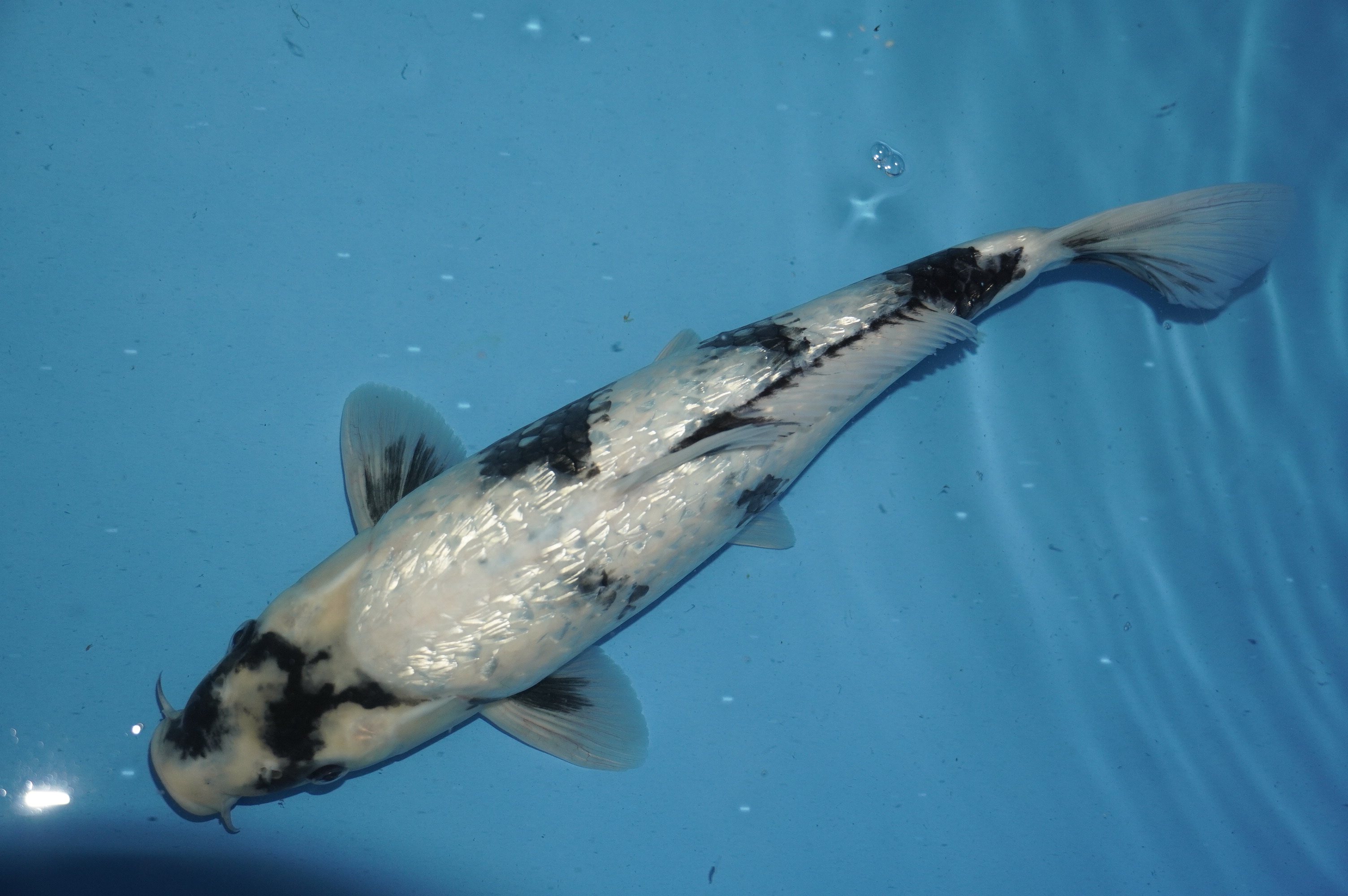 Gin Rin Shiro Utsuri (37cm) von der Miyako Koifarm (Japan) IdentNr.: 10203