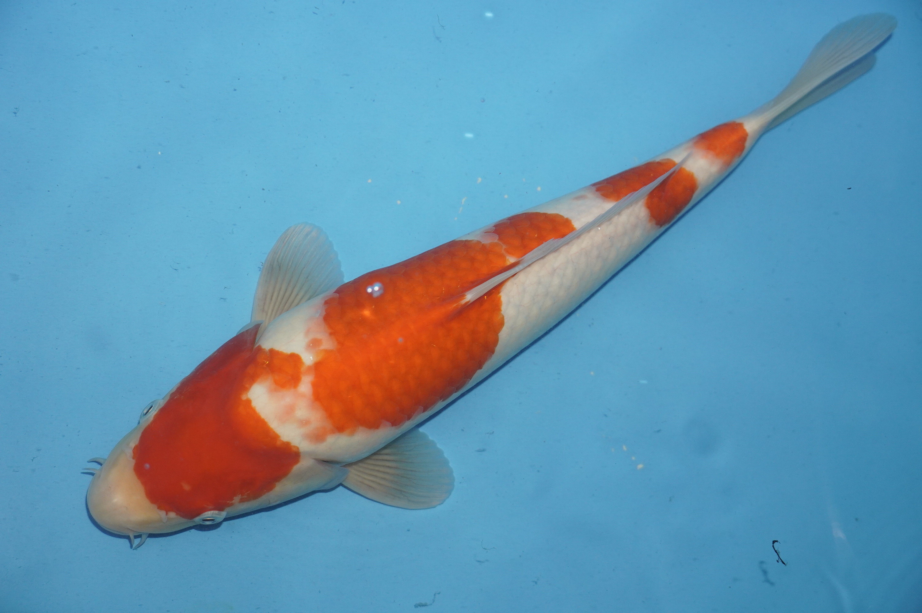 Kohaku (37cm) von der Miyako Koifarm (Japan) IdentNr.: 10215