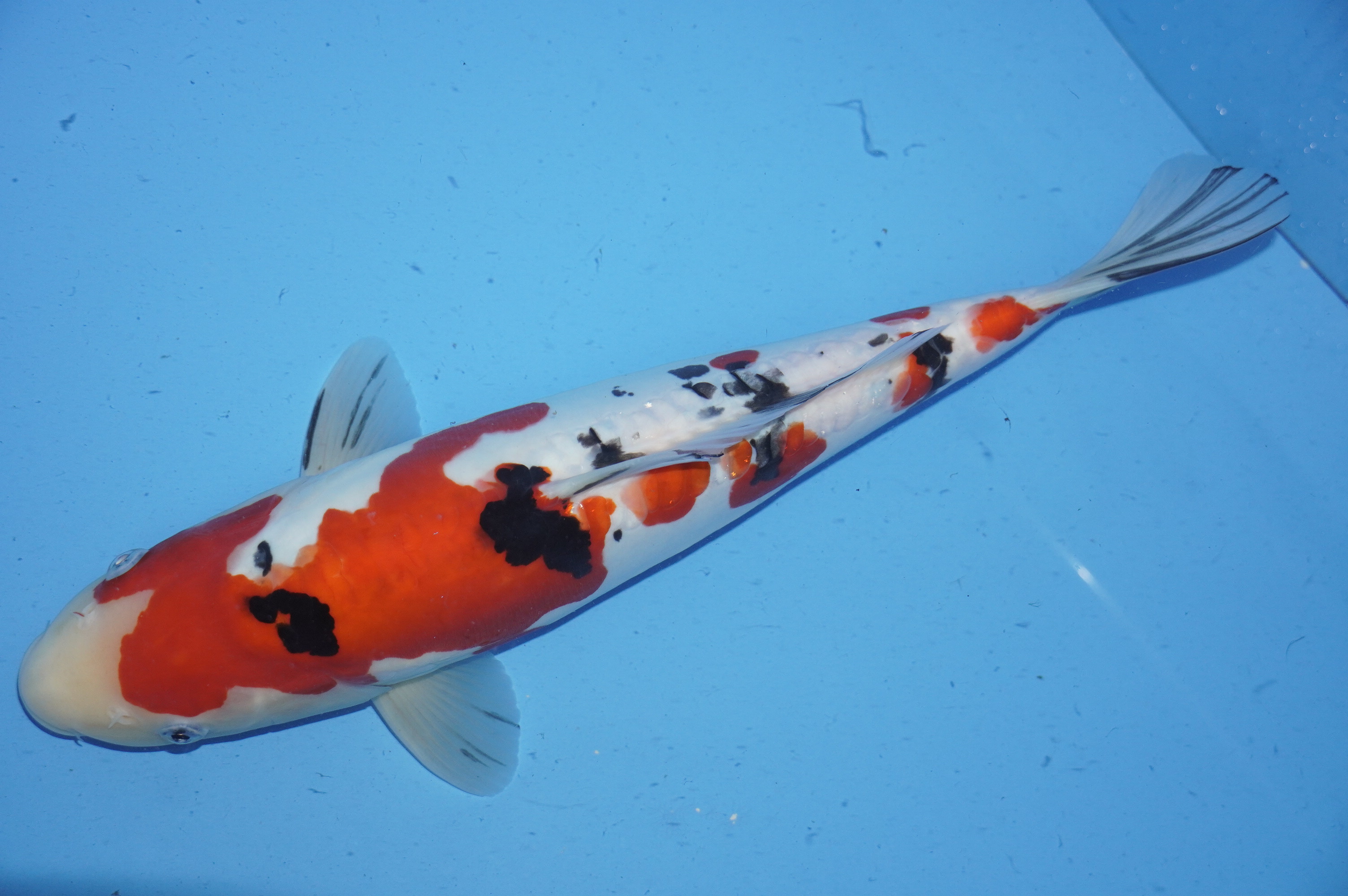 Doitsu Sanke (37cm) von der Ozumi Ikarashi Koi Farm (Japan) IdentNr.: 9927