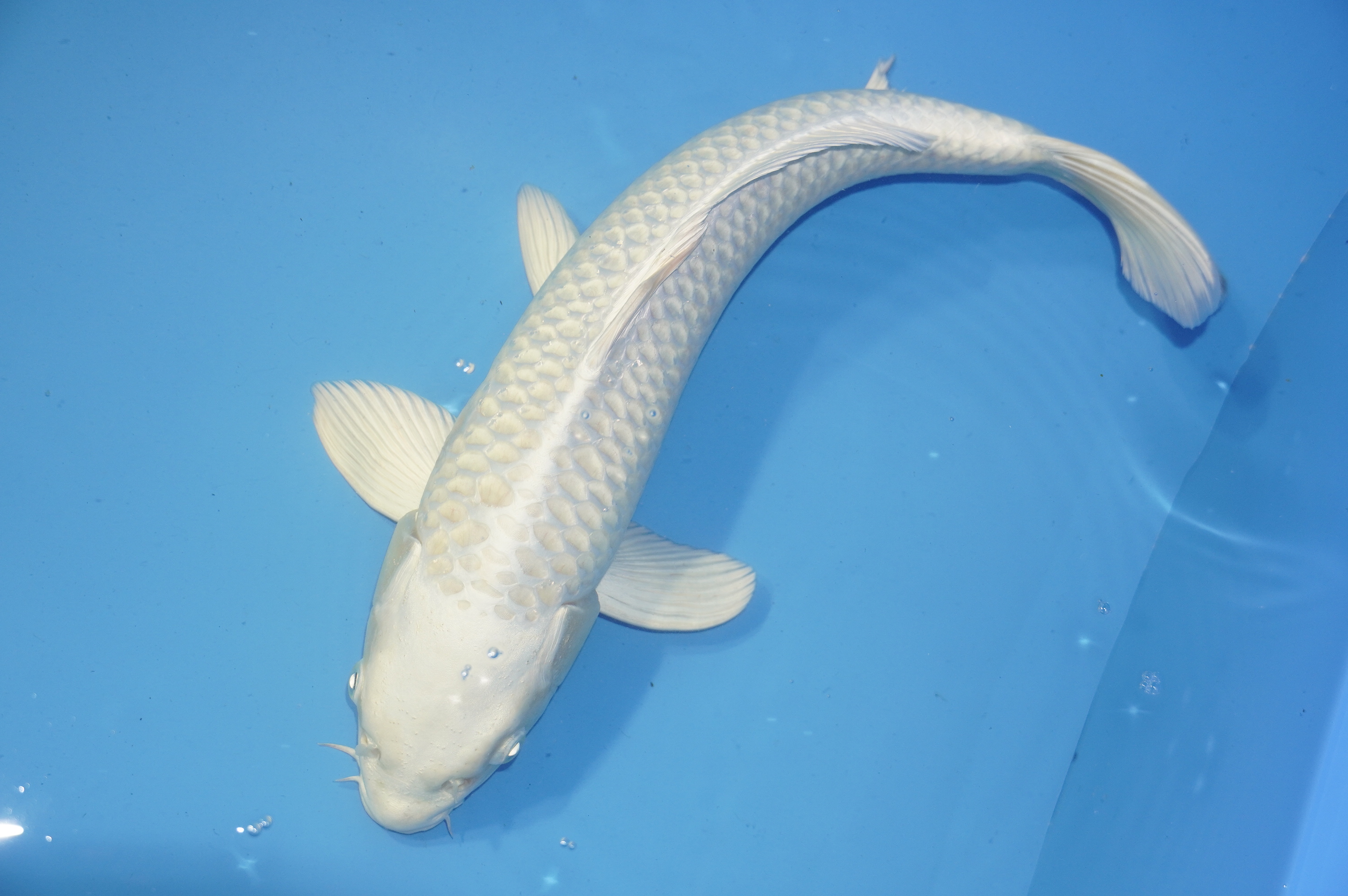 Platinum Ogon (45cm) von der Oofuchi Koi Farm (Japan) IdentNr.: 9461