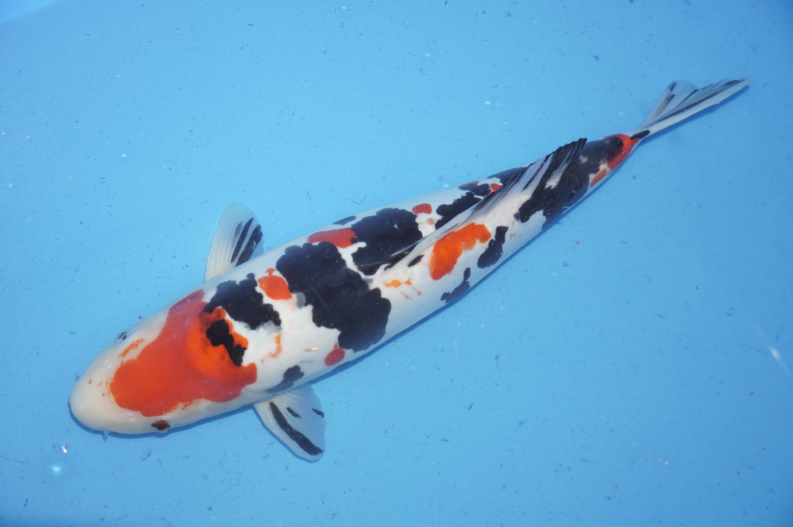 Doitsu Sanke (39cm) von der Ozumi Ikarashi Koi Farm (Japan) IdentNr.: 9928