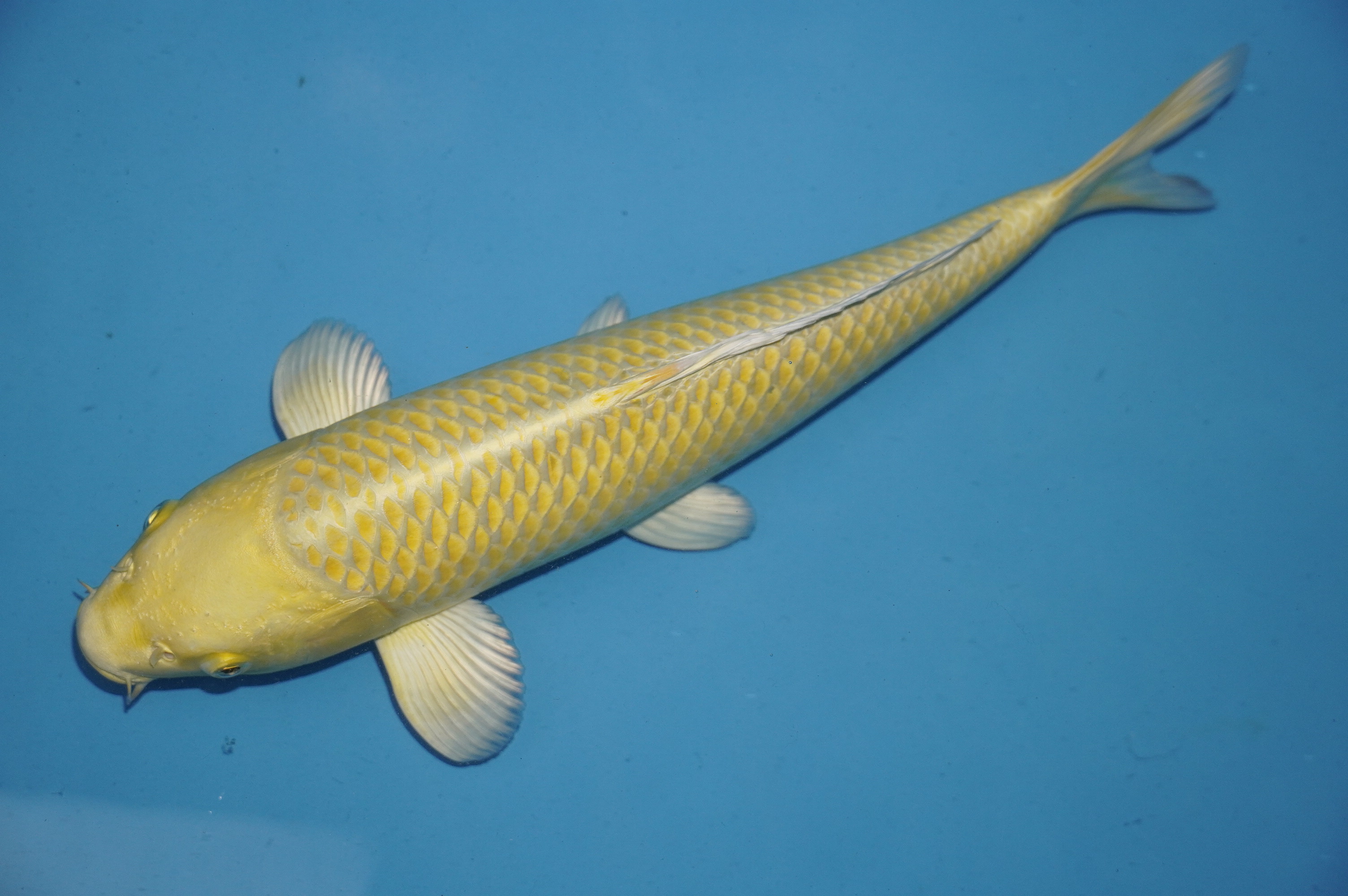 Yamabuki Ogon (37cm) von der Yamasan Koi Farm (Yamazaki) (Japan) IdentNr.: 10264