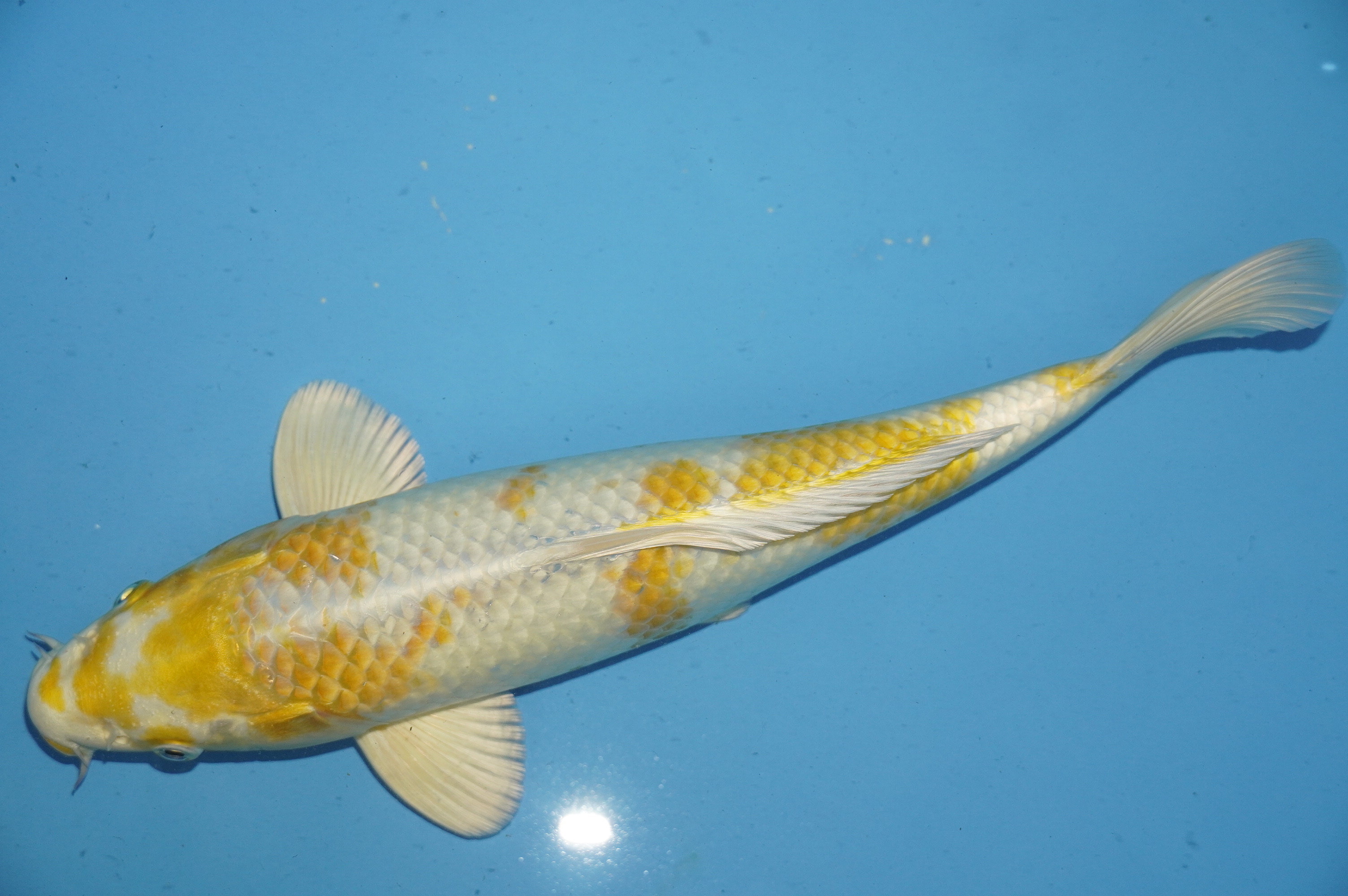 Hariwake (37cm) von der Yamasan Koi Farm (Yamazaki) (Japan) IdentNr.: 10242